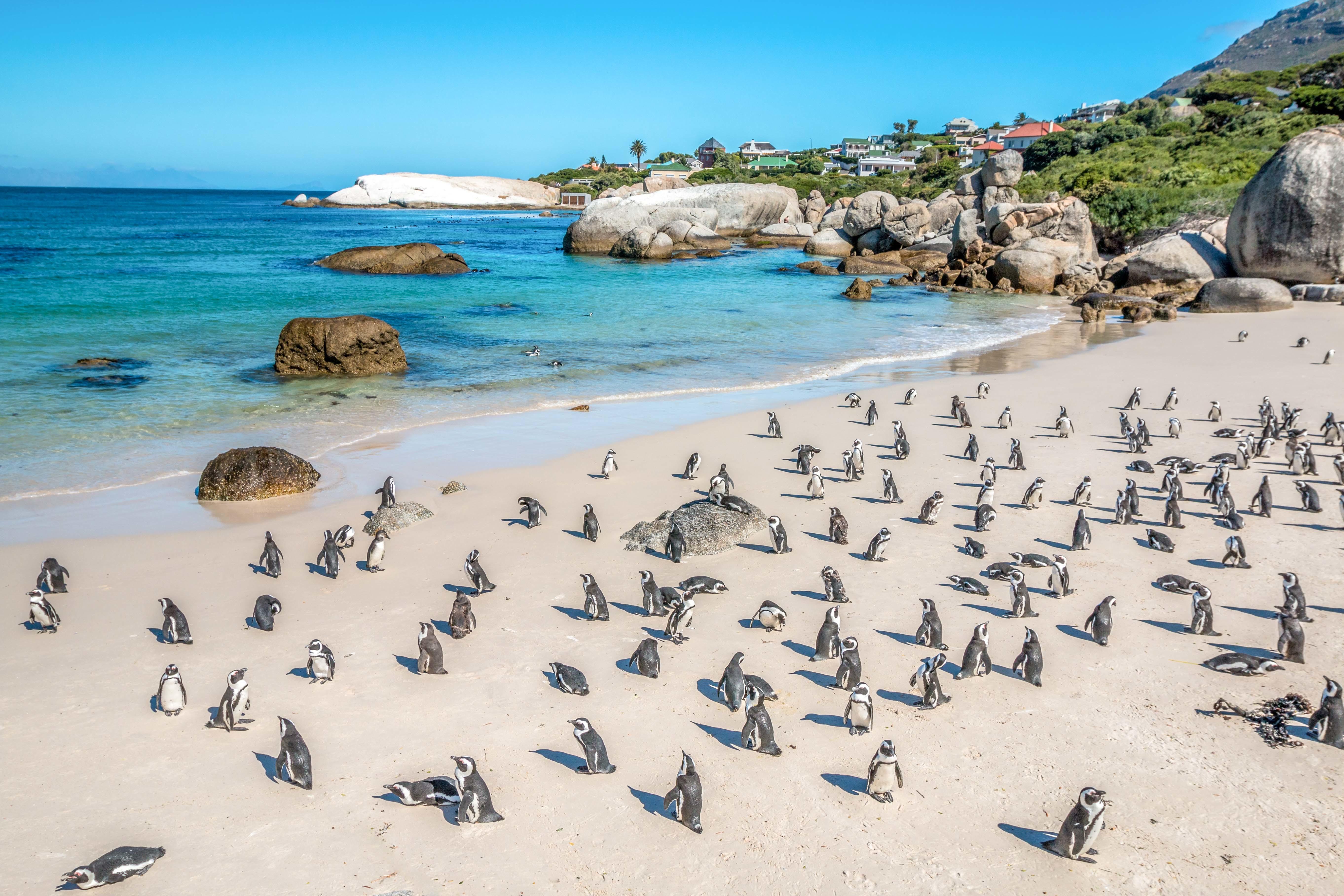 Cape Town: Boulders Beach Penguin Colony Half-Day Tour