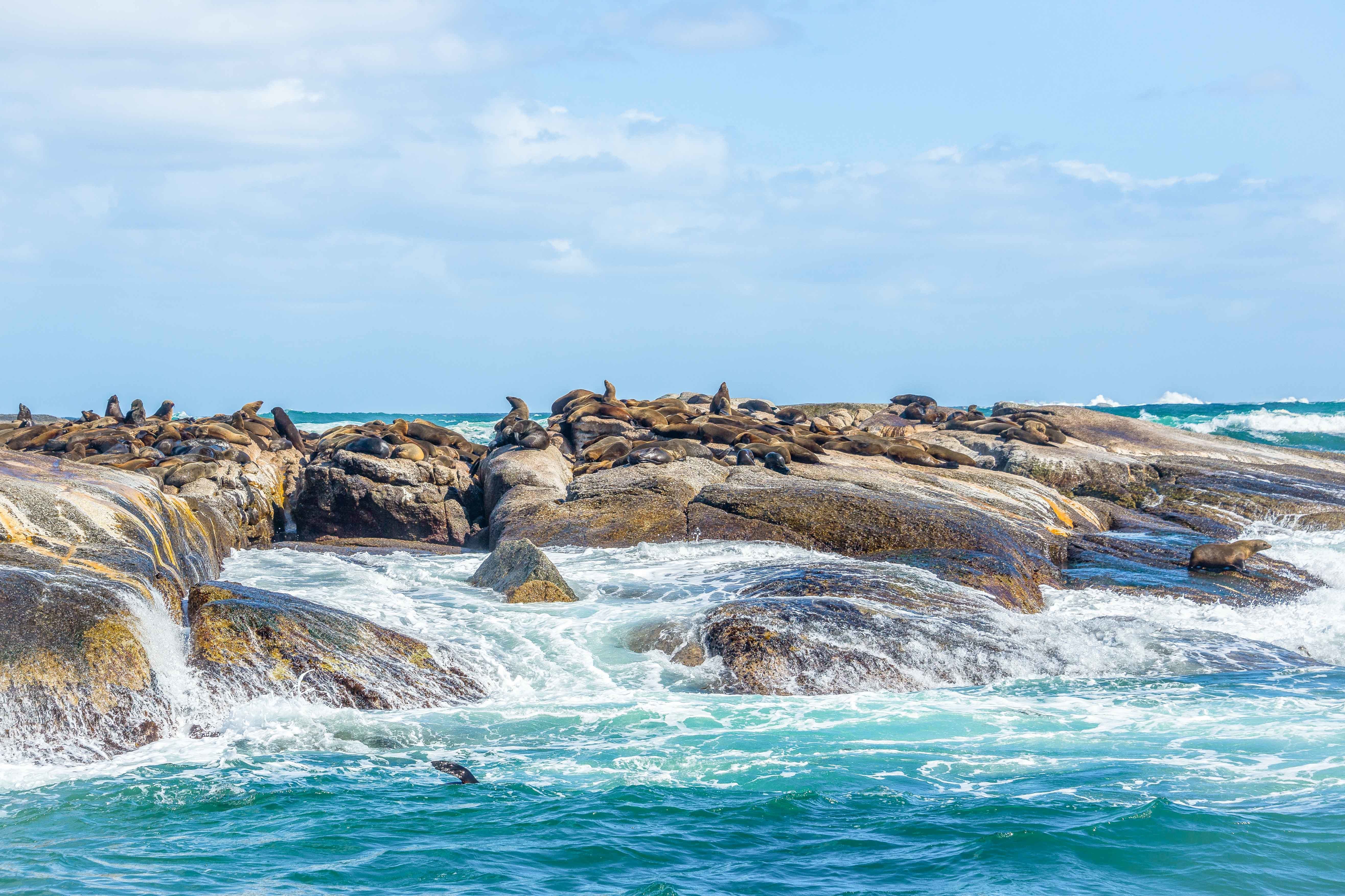 Cape Town: Boulders Beach Penguin Colony Half-Day Tour