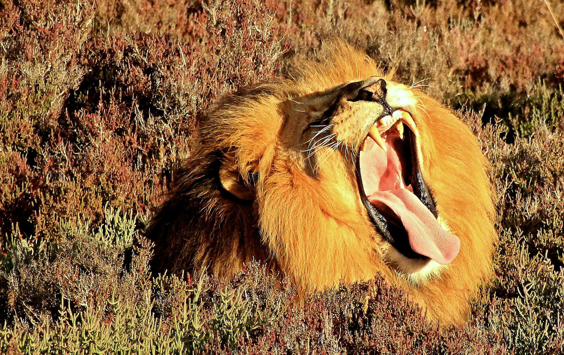 Cape Town: 2-Day Garden Route Safari & Luxury Glamping Experience