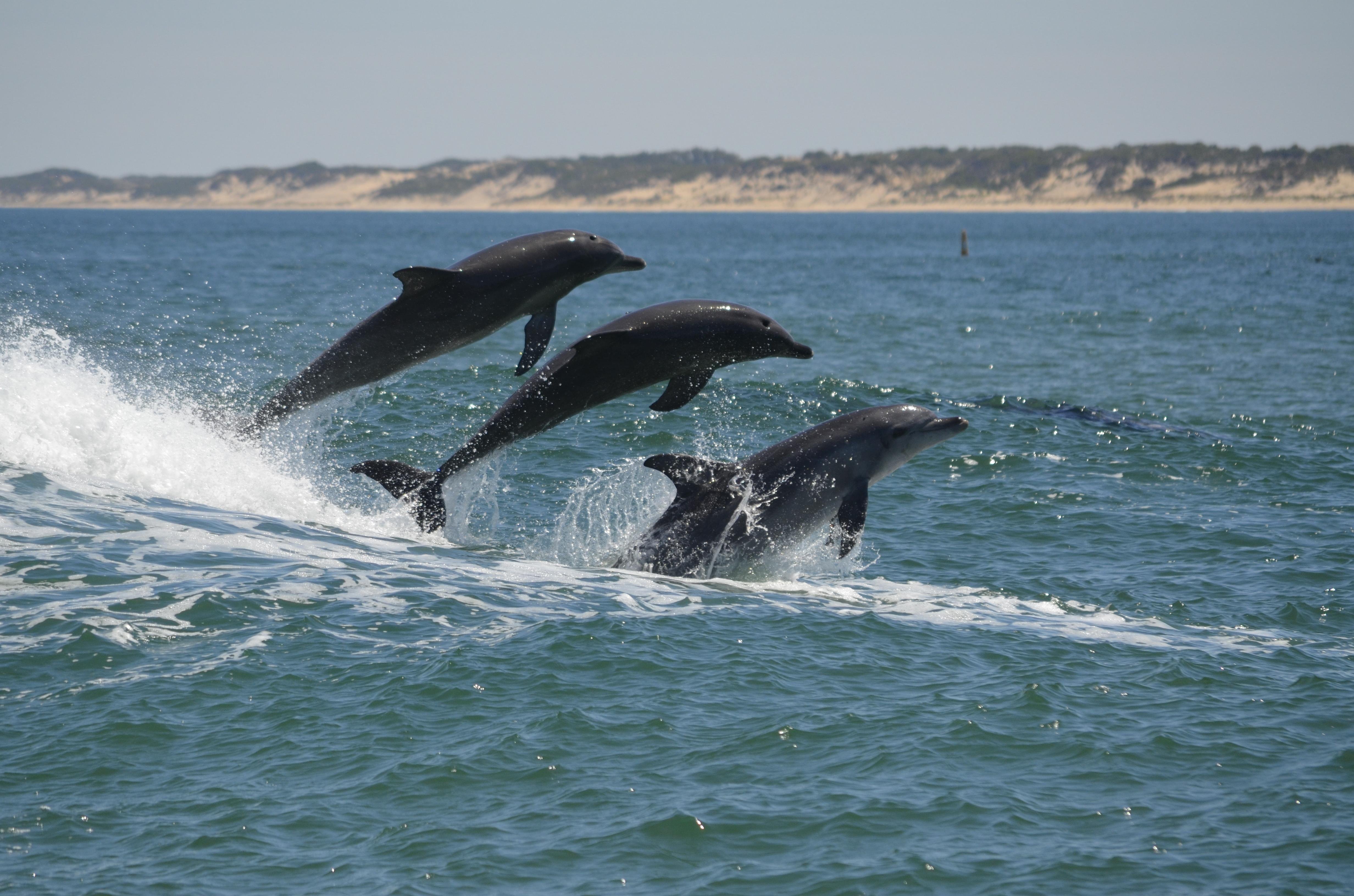 Koombana Bay Dolphin Eco Cruise