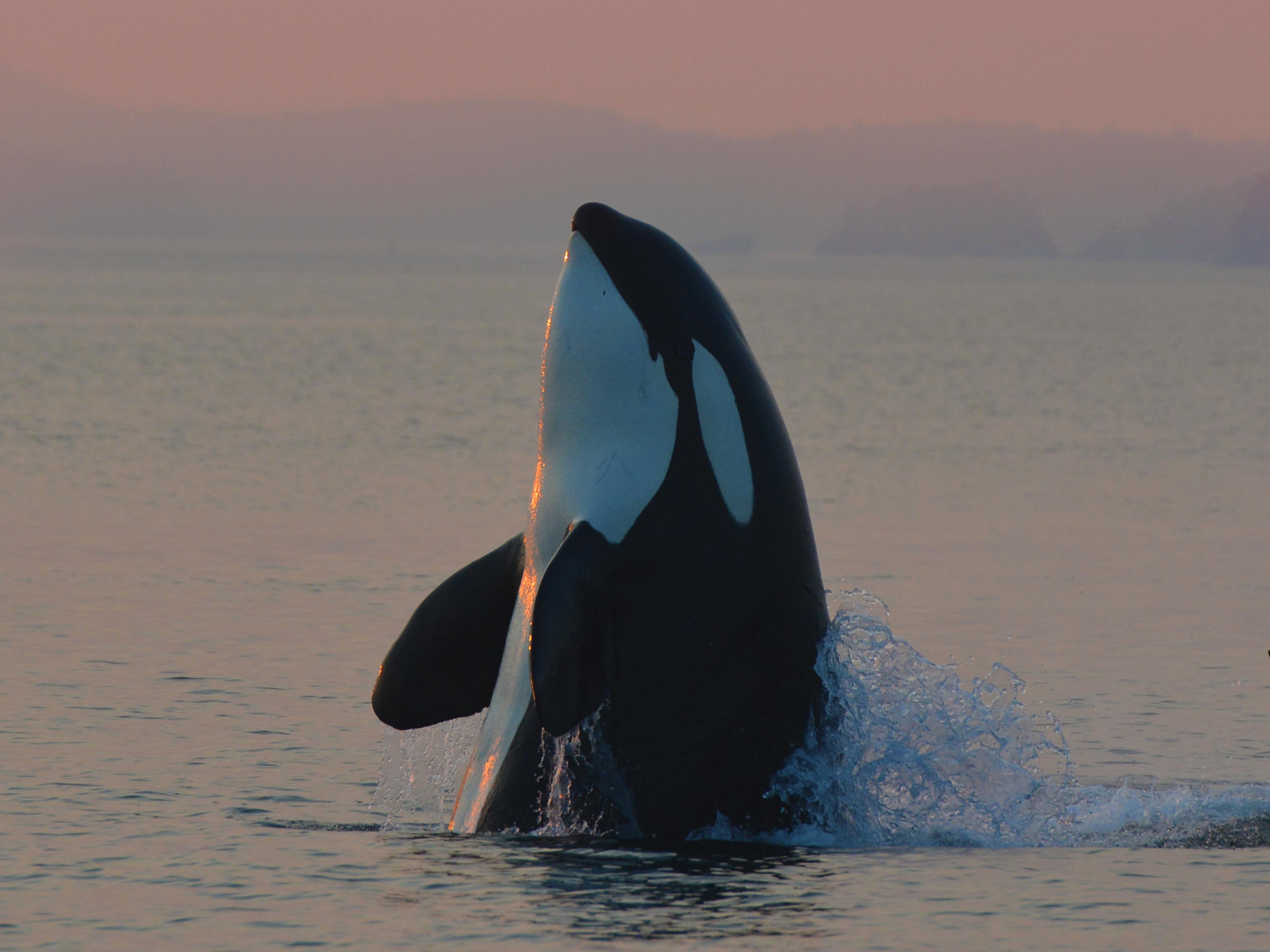 Cowichan Bay Whale & Wildlife Expedition