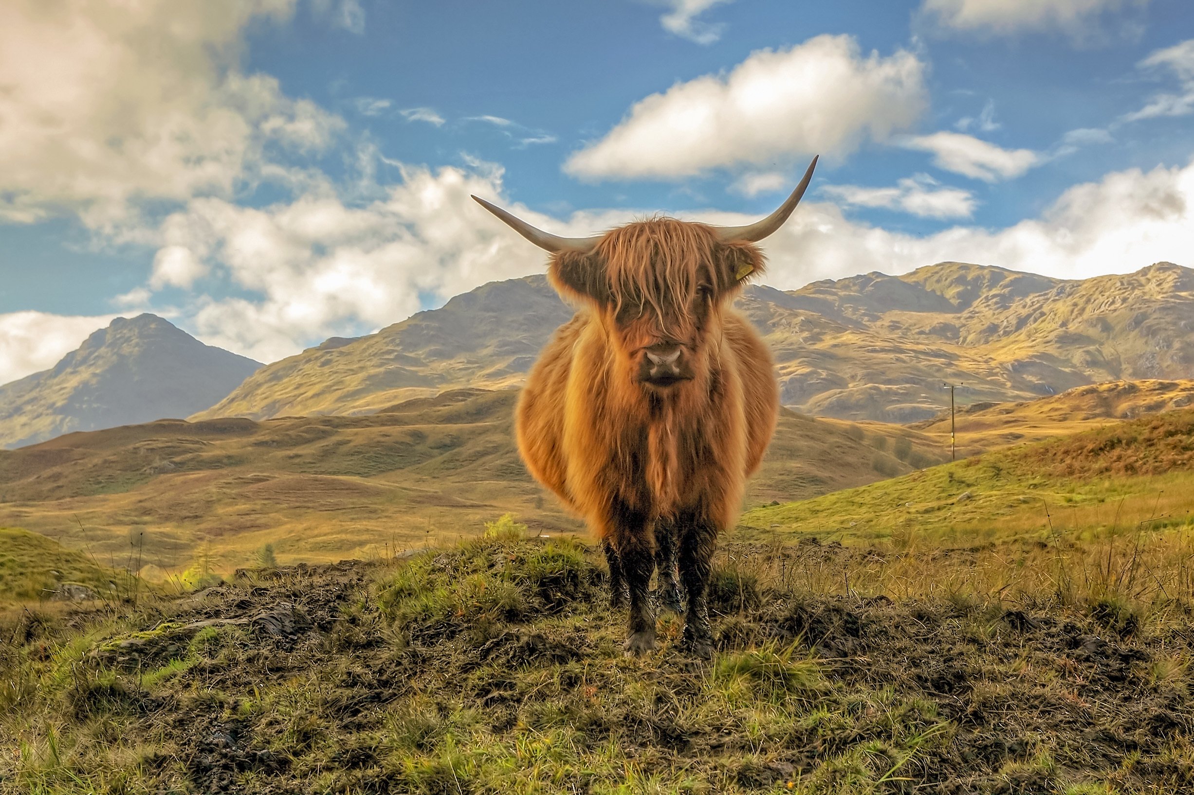 Loch Lomond, Trossachs & Stirling Castle Day Trip