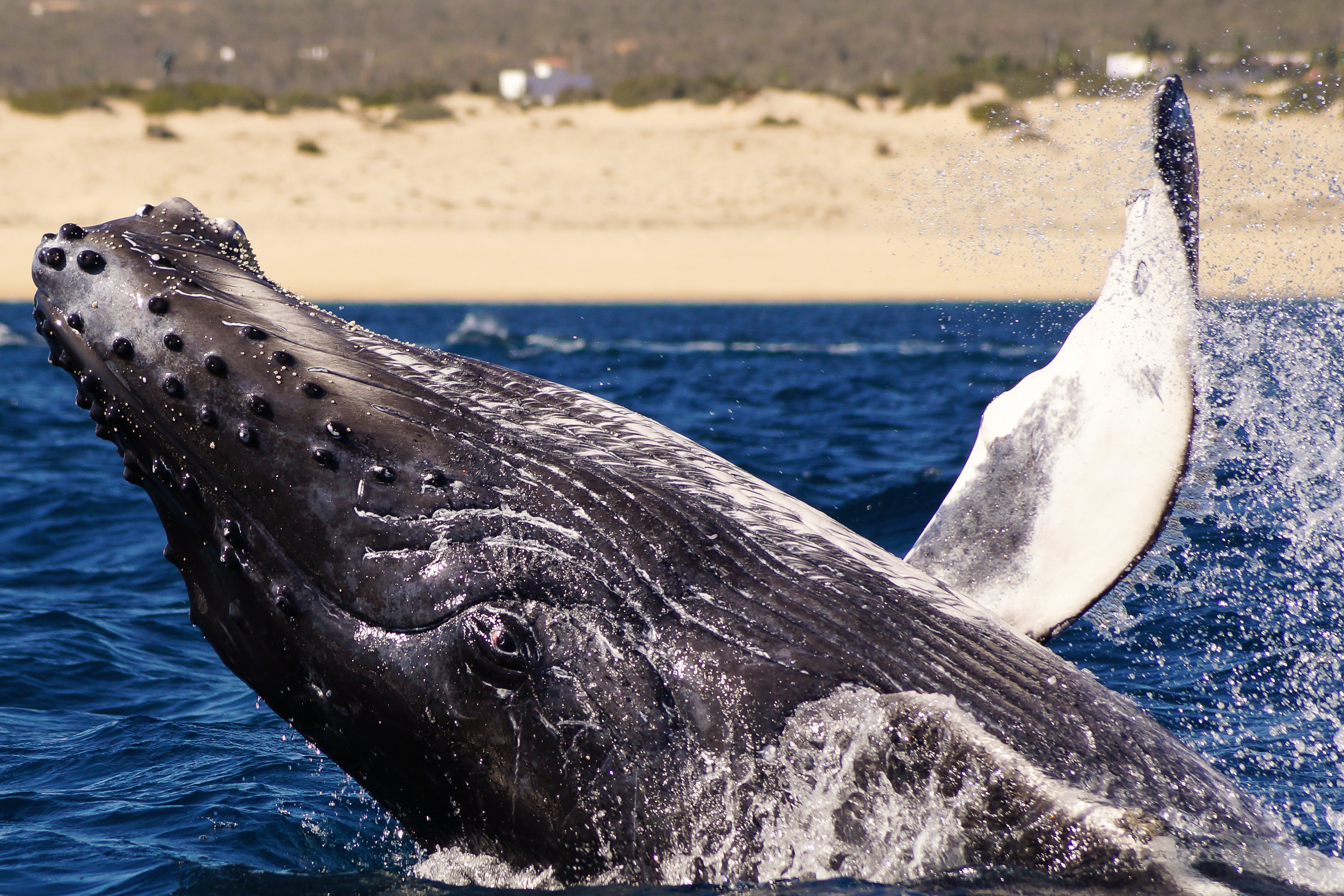 Cabo San Lucas Humpback Whale Watching Tour