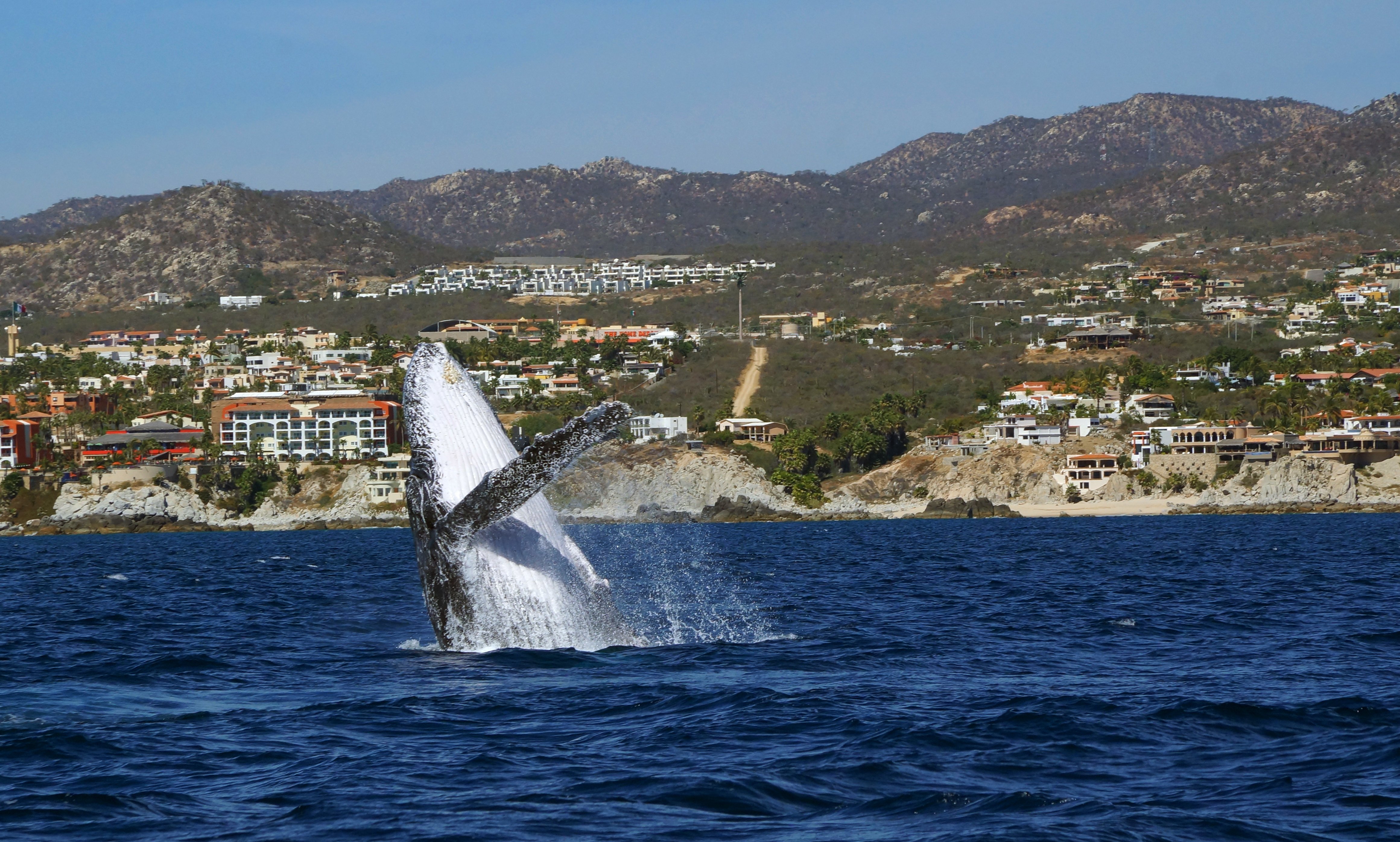 Cabo San Lucas Humpback Whale Watching Tour
