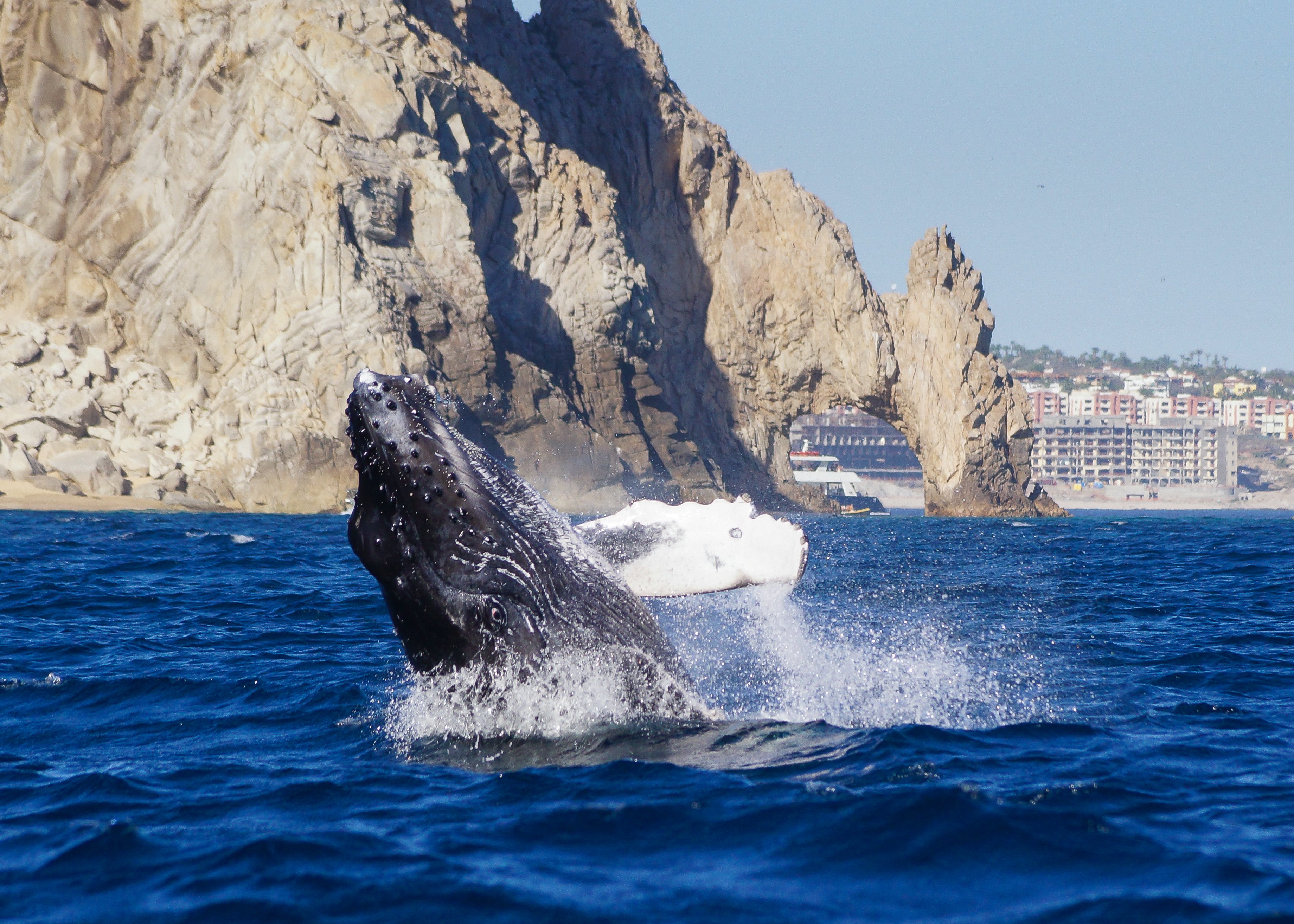 Cabo San Lucas Humpback Whale Watching Tour