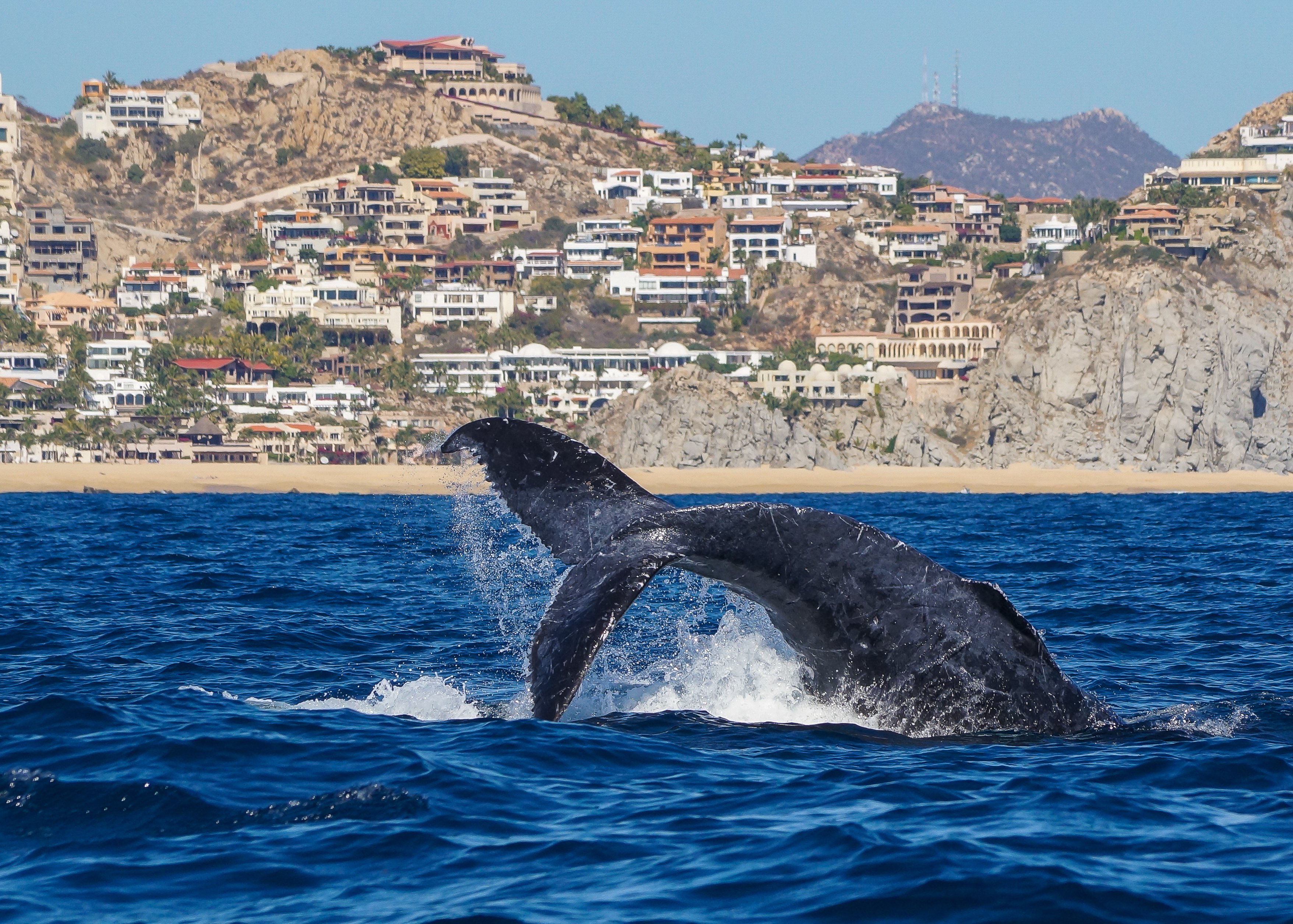 Cabo San Lucas Humpback Whale Watching Tour