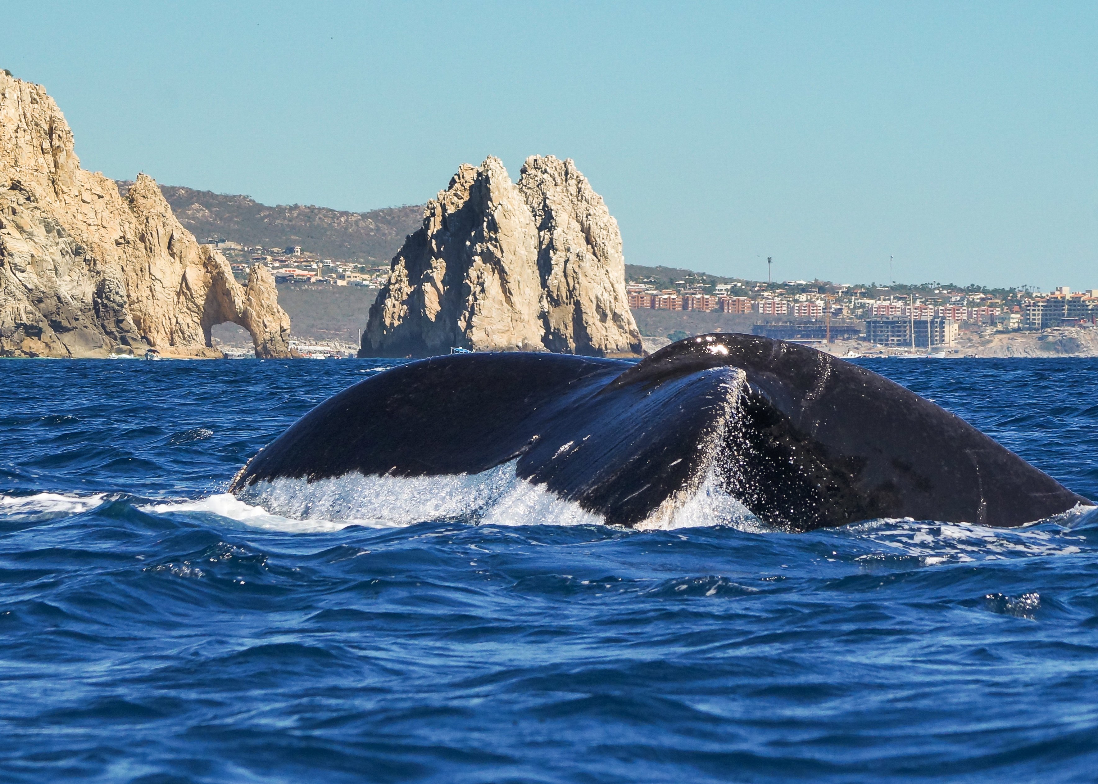 Cabo San Lucas Humpback Whale Watching Tour