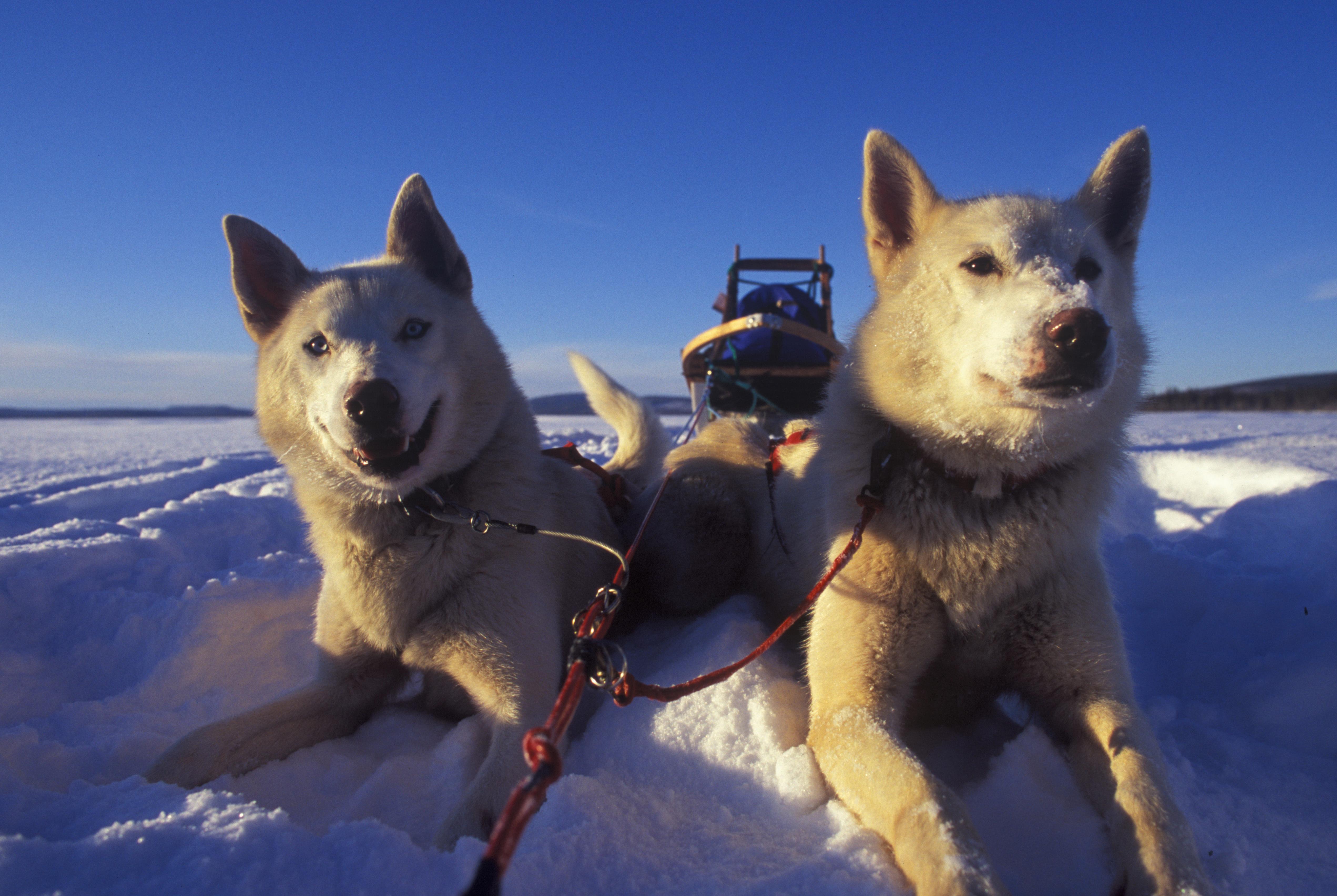 Self-drive dog sledding in Tromsø — image 7