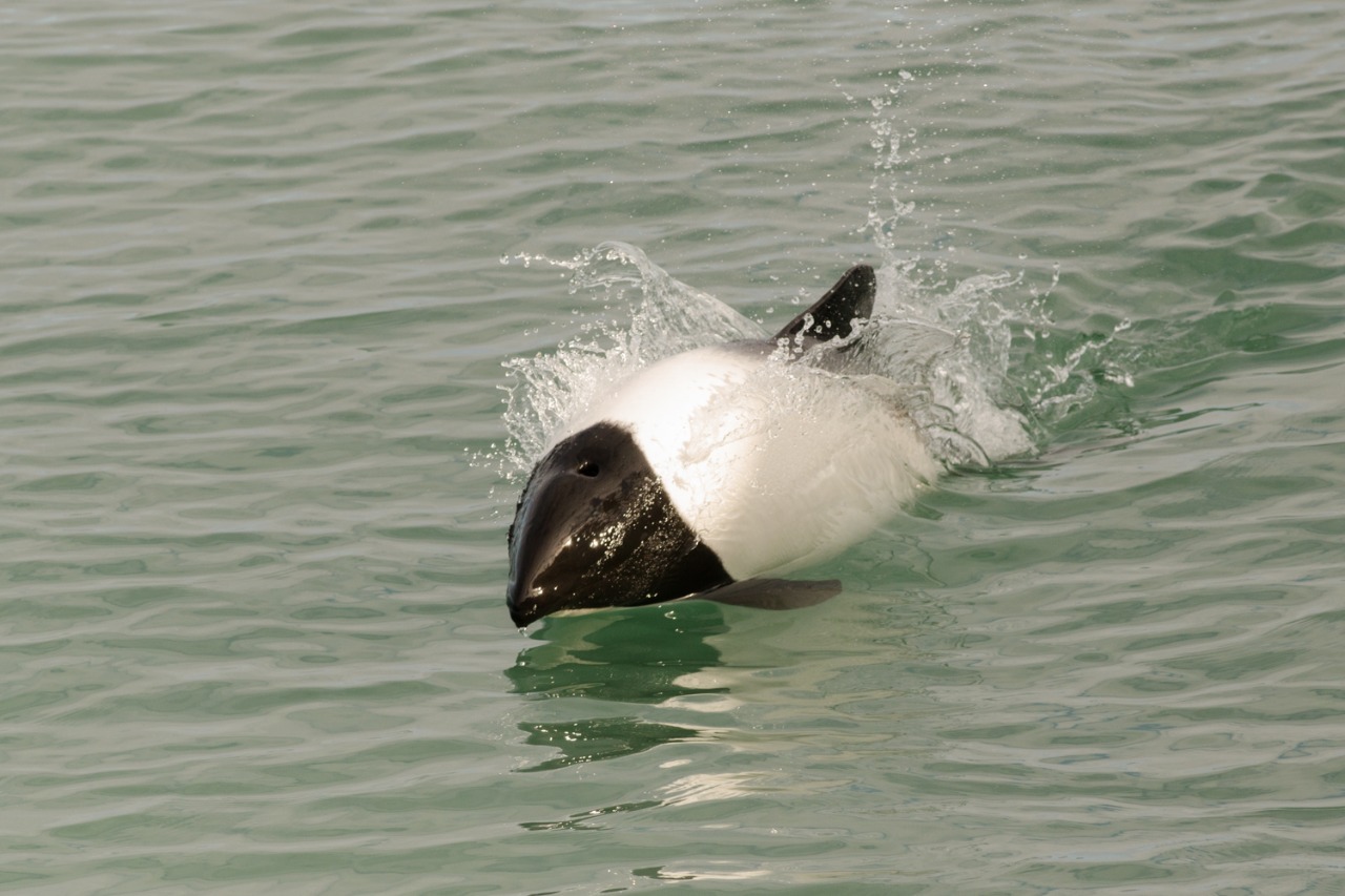 Magdalena Island penguin tour from Punta Arenas — image 6