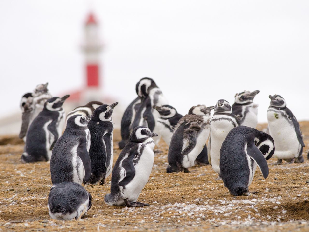 Magdalena Island penguin tour from Punta Arenas — image 2