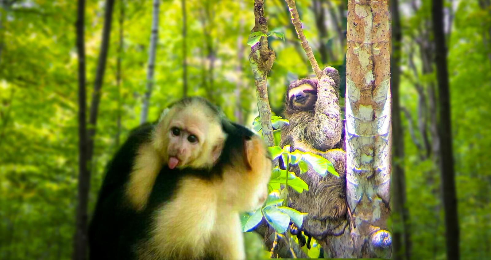 Panama Canal Monkey & Sloth Jungle Safari Tour