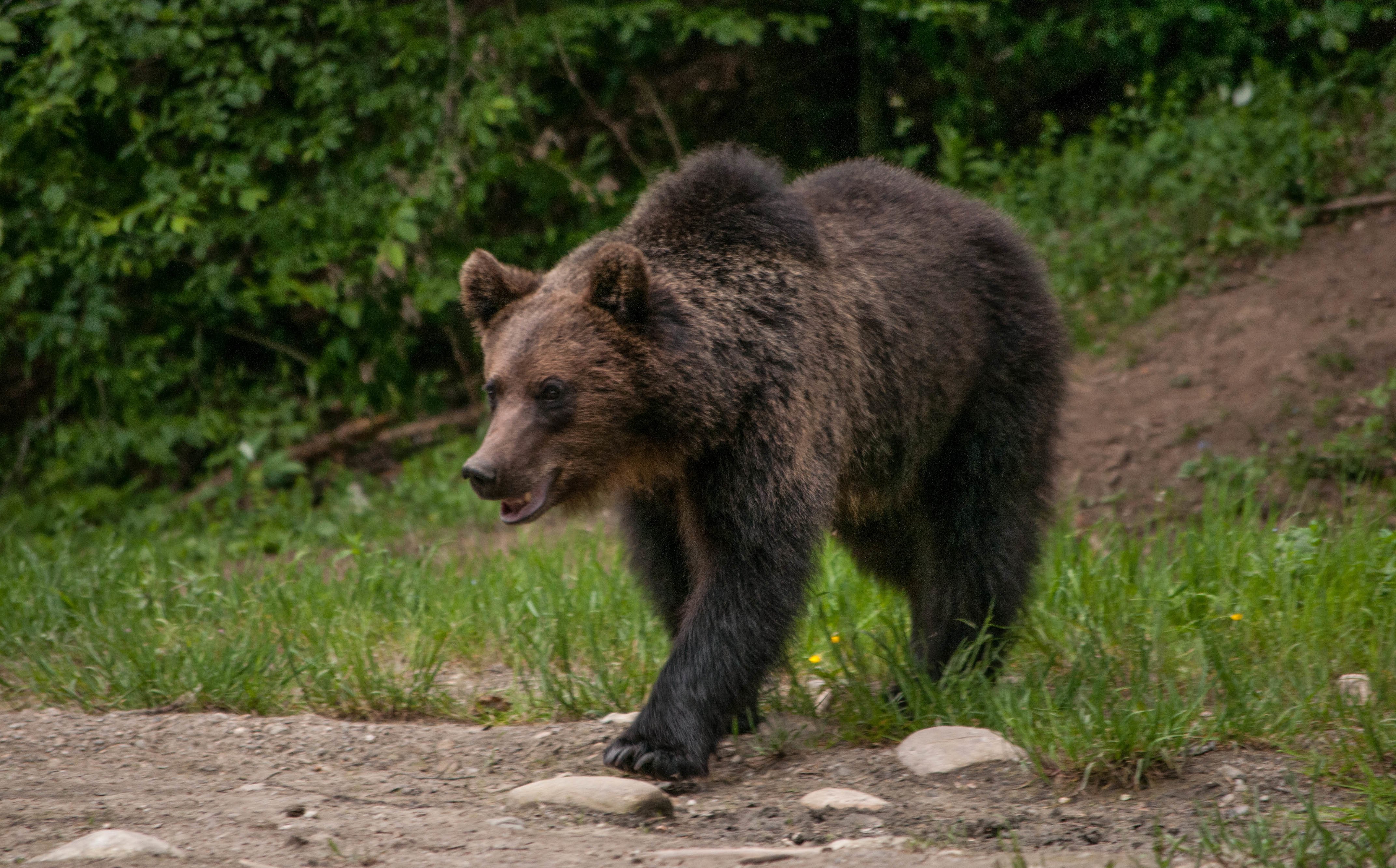 Carpathian Forest Wildlife Safari from Brașov