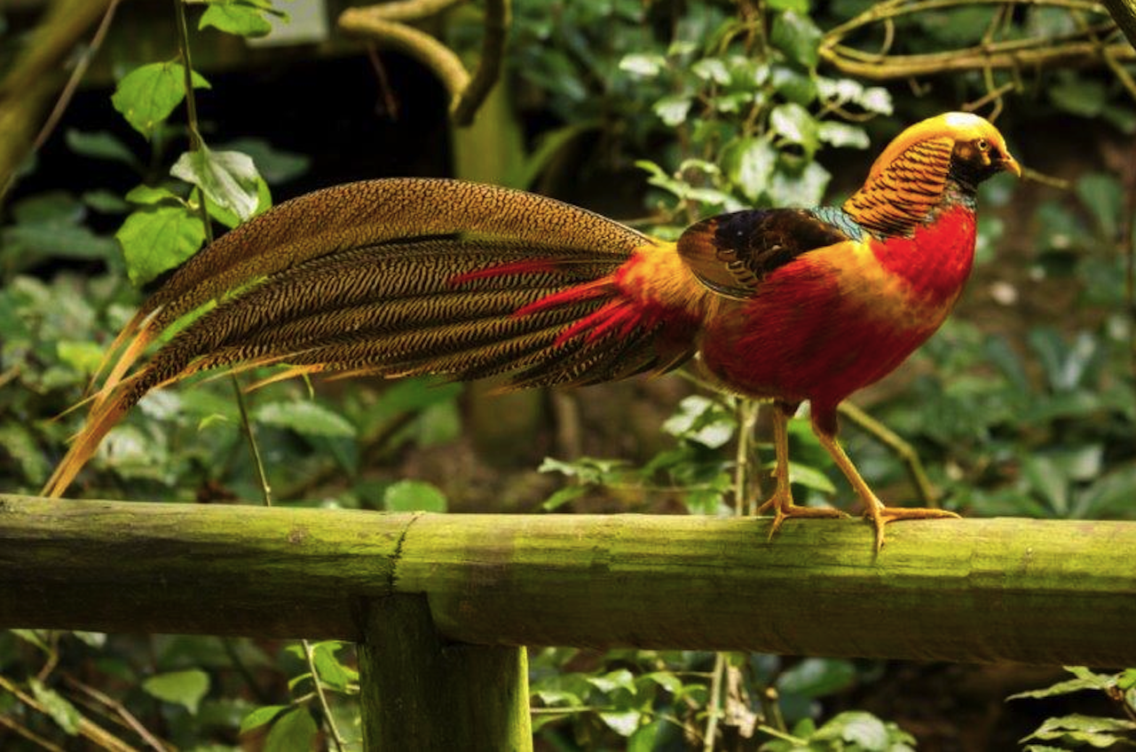 Garden Route Wildlife Sanctuaries: Monkeyland, Birds of Eden & Jukani