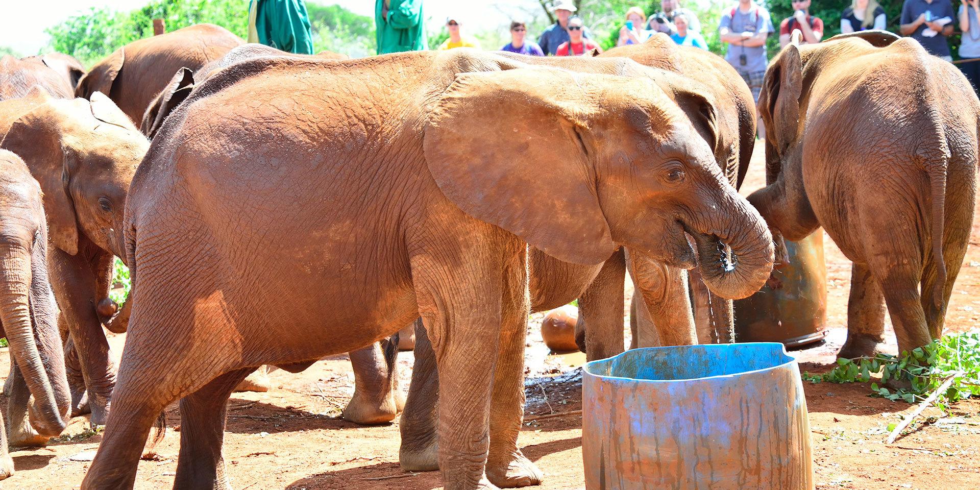 Nairobi Wildlife & Craft Discovery Tour
