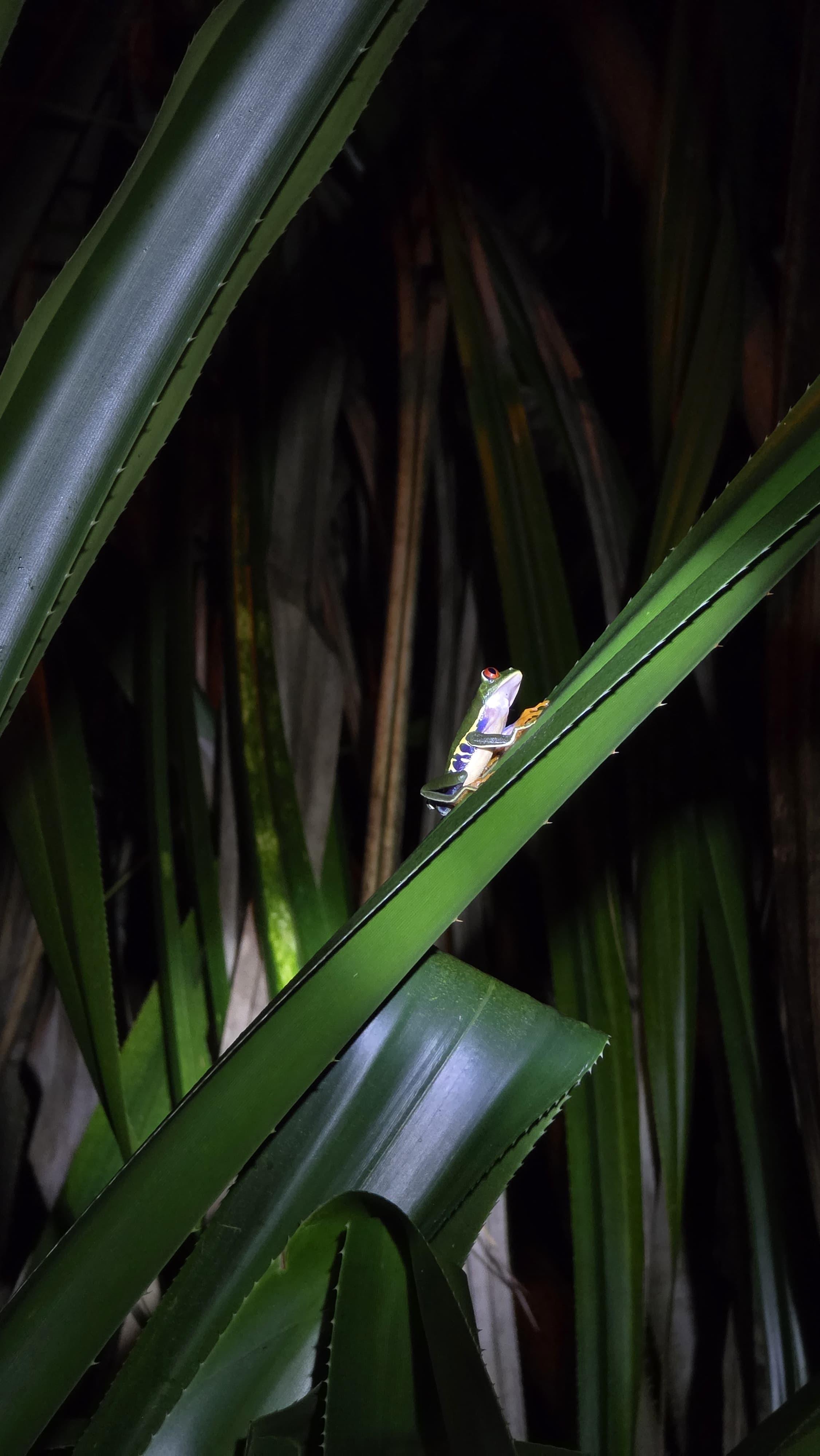 Tortuguero 2-Day Eco Adventure: Canoe, Jaguar Trail, Night Walk & Turtle Nesting