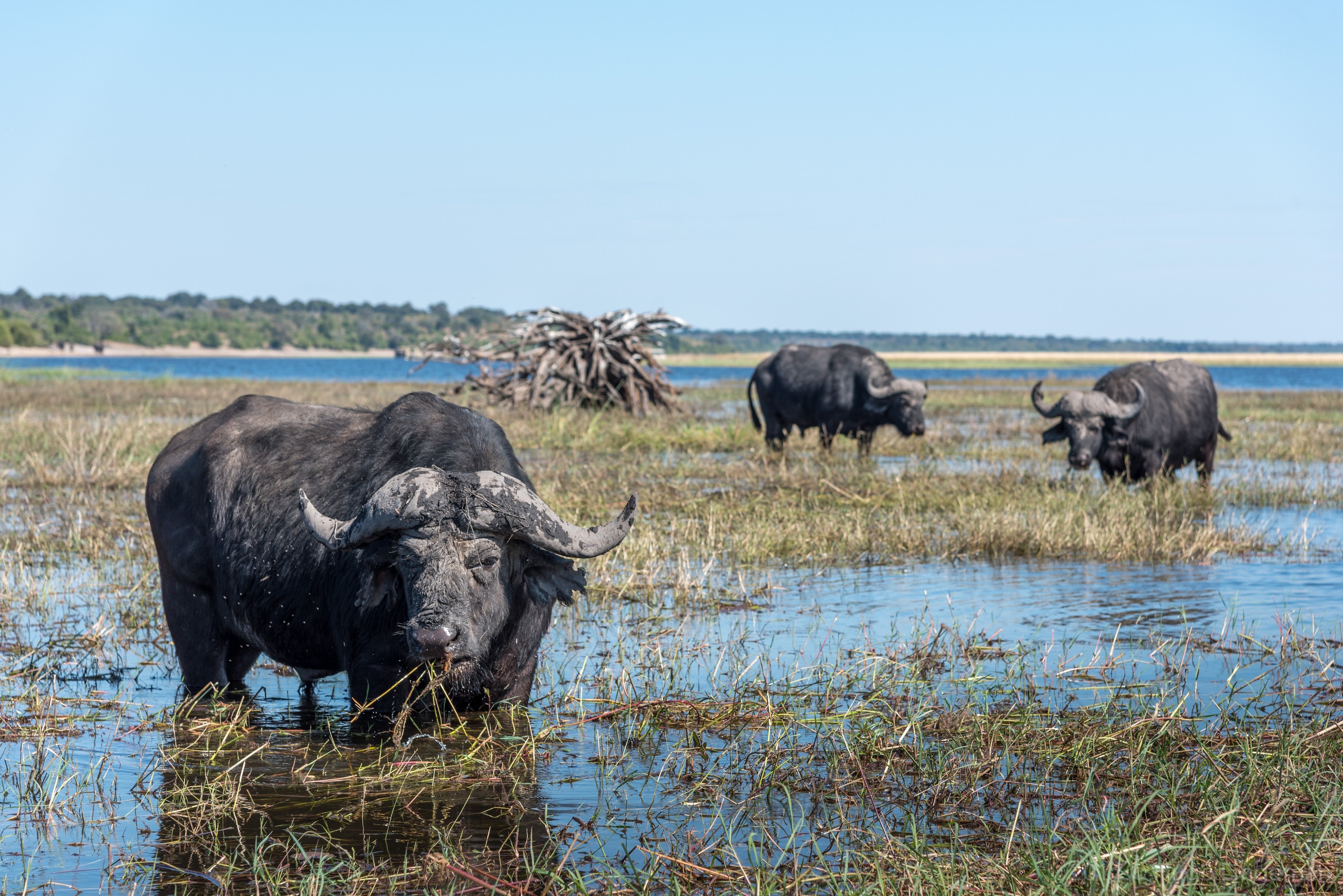 Chobe National Park Full-Day Safari