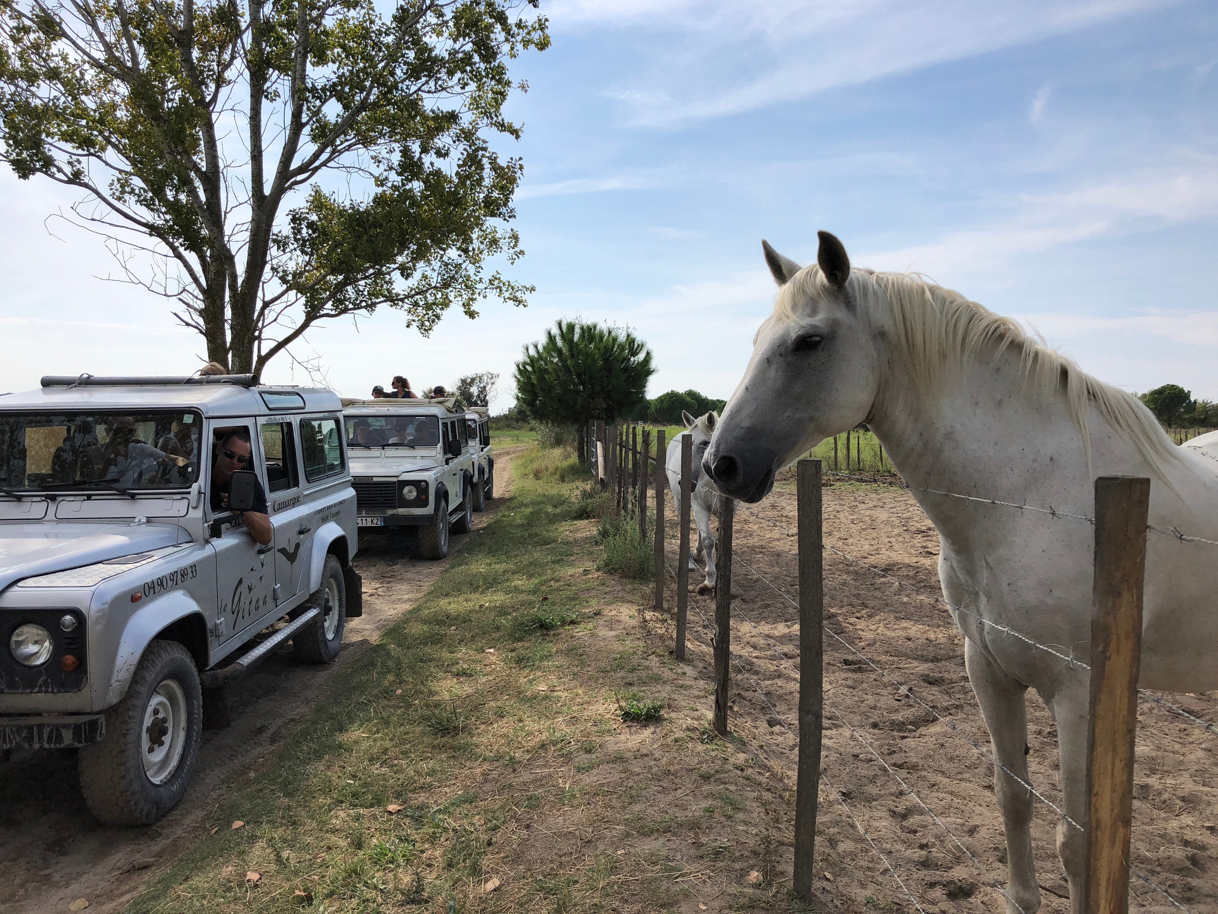 Camargue Wildlife Safari Adventure