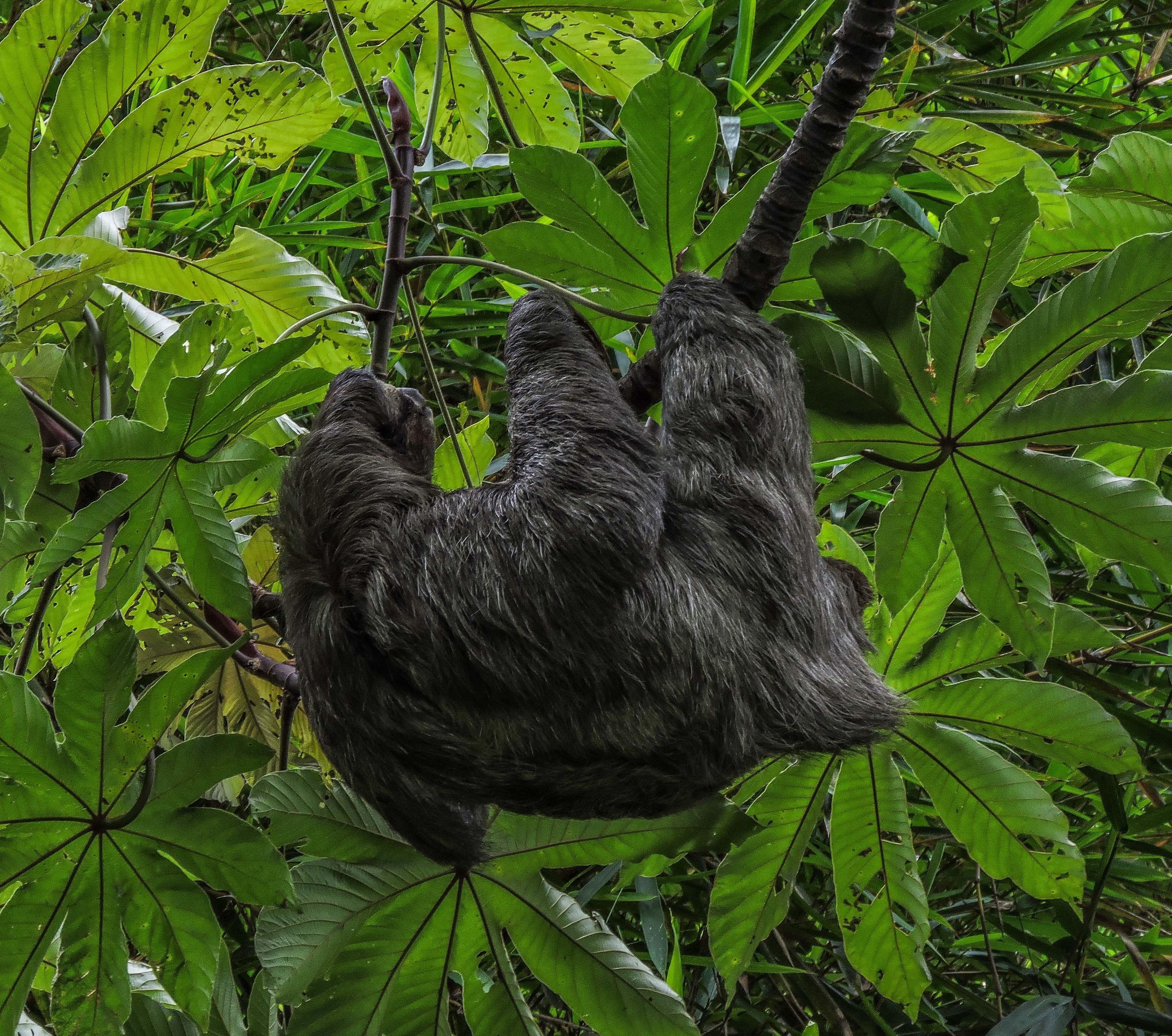 San Jose Nature Walk: Sloths & Wildlife in the City
