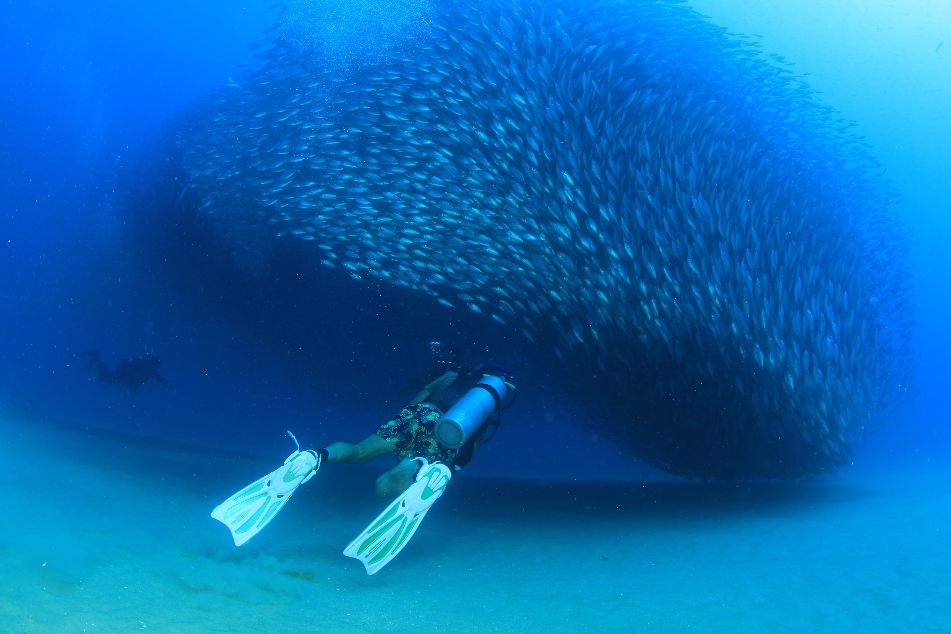 Los Cabos Certified Scuba Diving – Twin-Tank Adventure in the Sea of Cortez