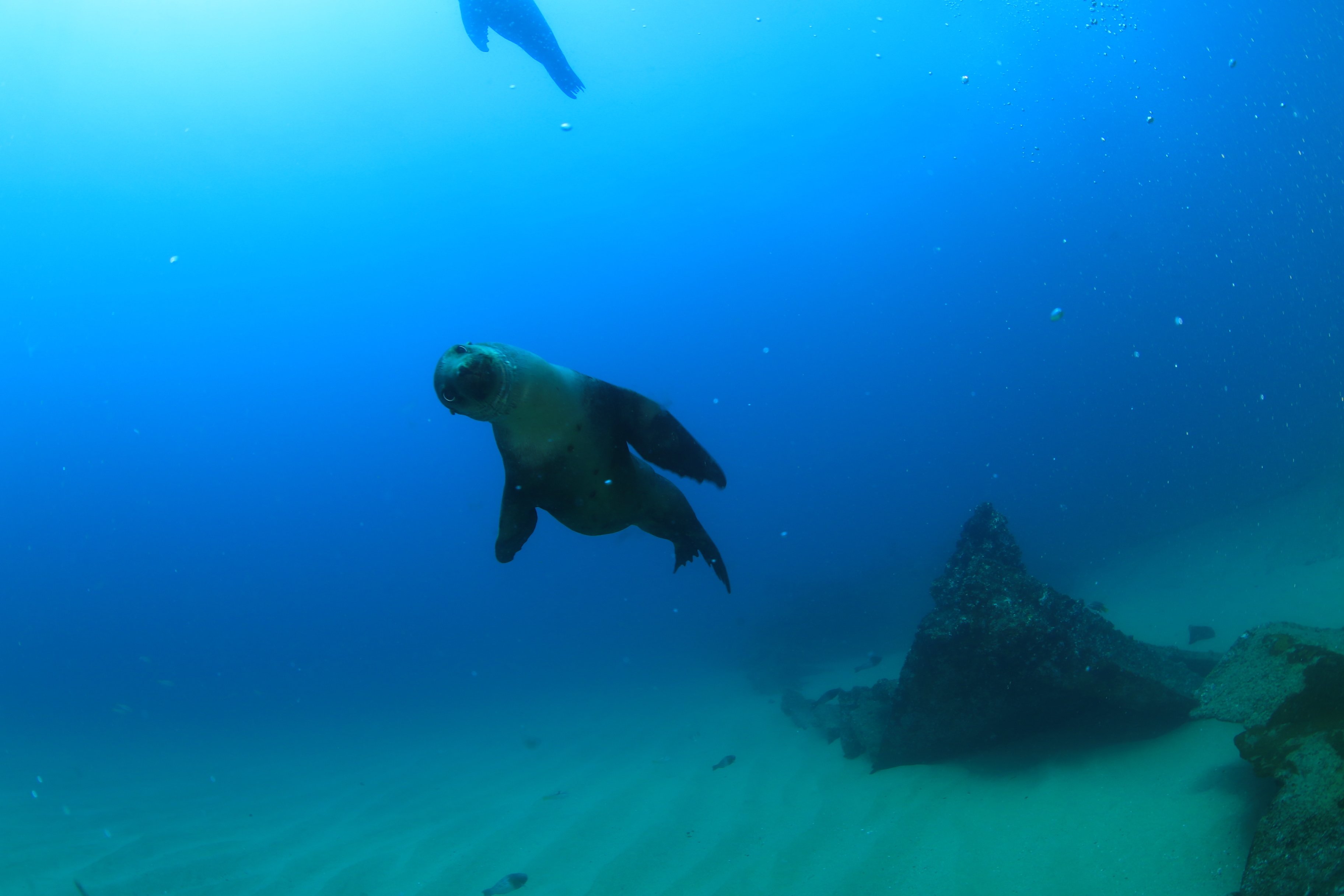 Los Cabos Certified Scuba Diving – Twin-Tank Adventure in the Sea of Cortez