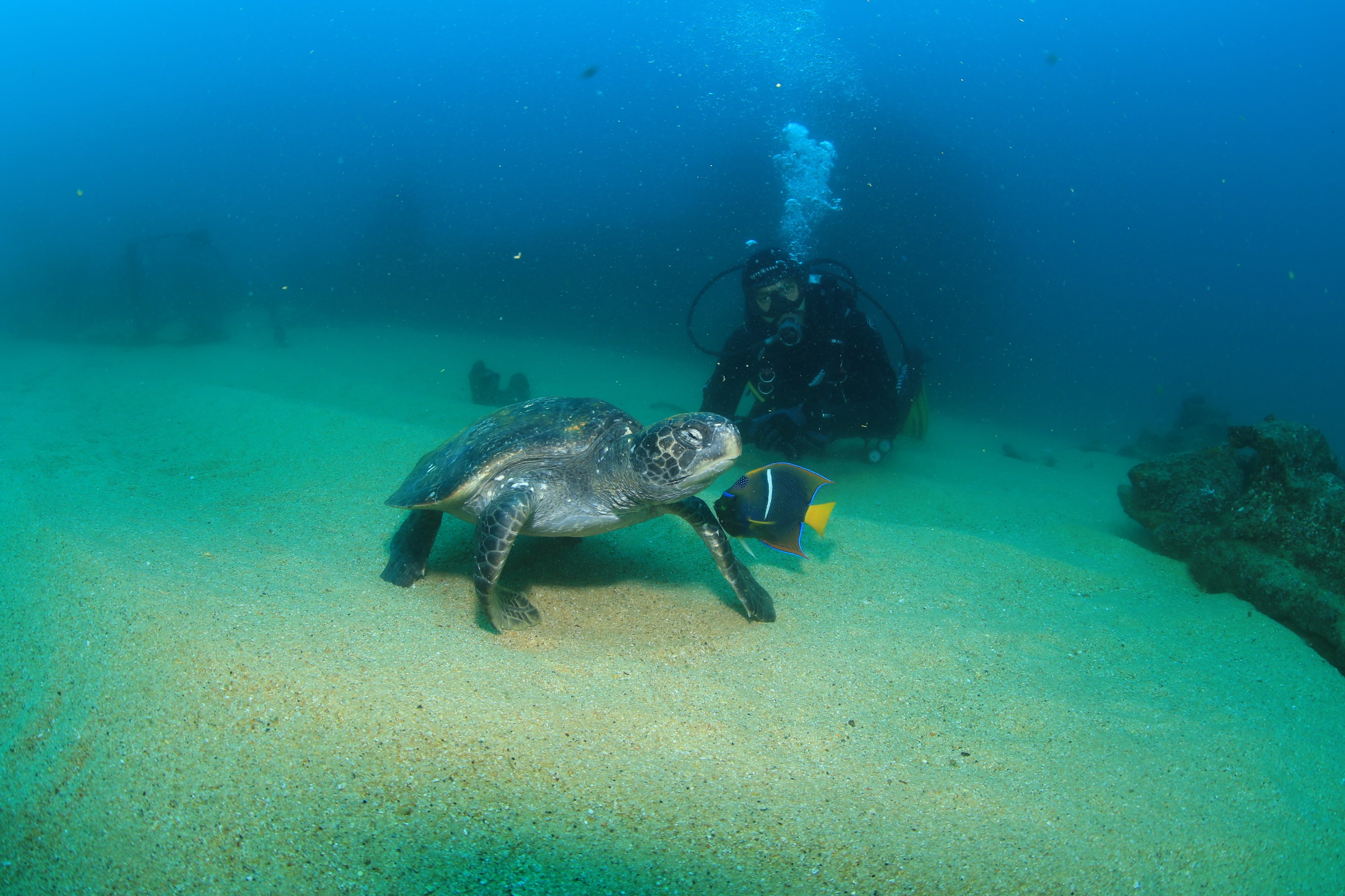 Los Cabos Certified Scuba Diving – Twin-Tank Adventure in the Sea of Cortez