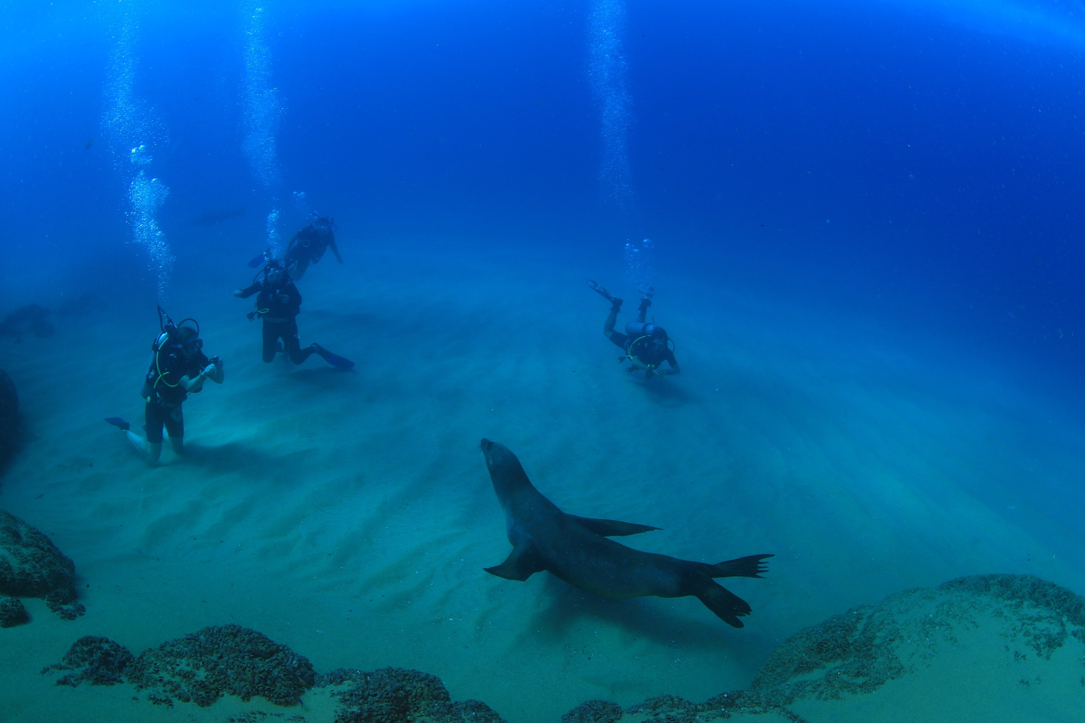 Los Cabos Certified Scuba Diving – Twin-Tank Adventure in the Sea of Cortez