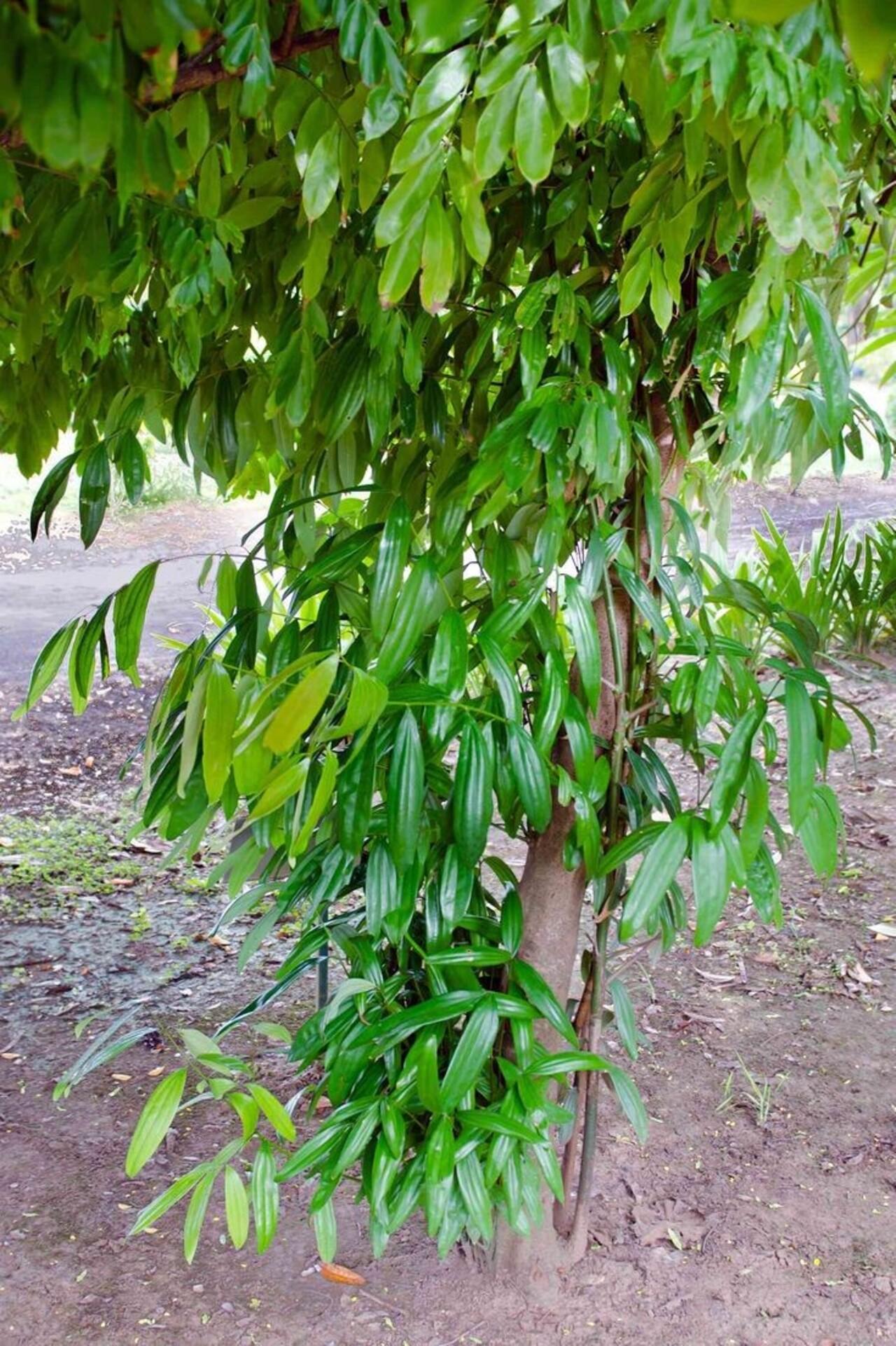 Zanzibar Private Spice Farm Tour with Local Guide