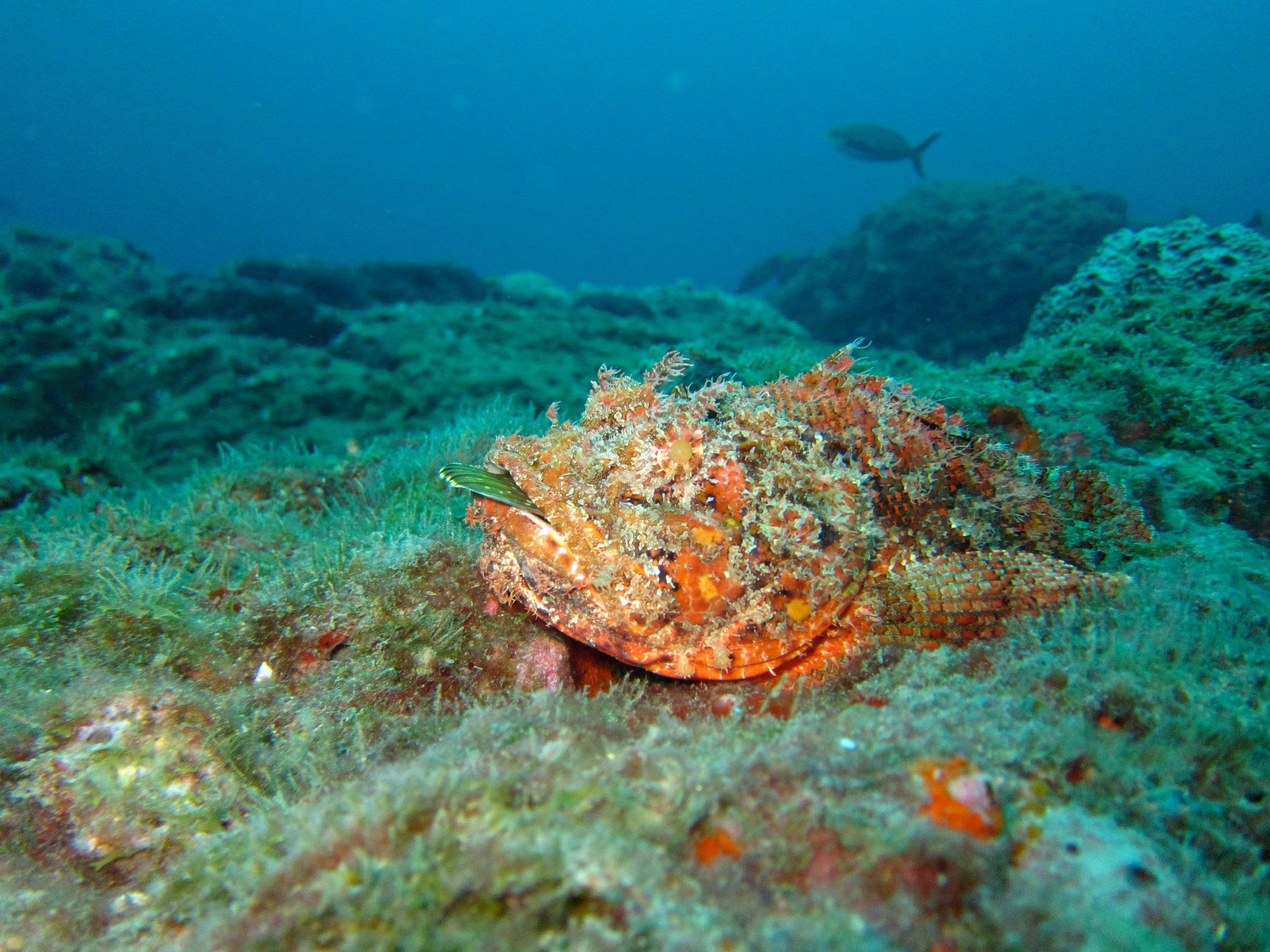 Coron Island Highlights: Barracuda Lake, Twin Lagoon & Shipwreck Tour