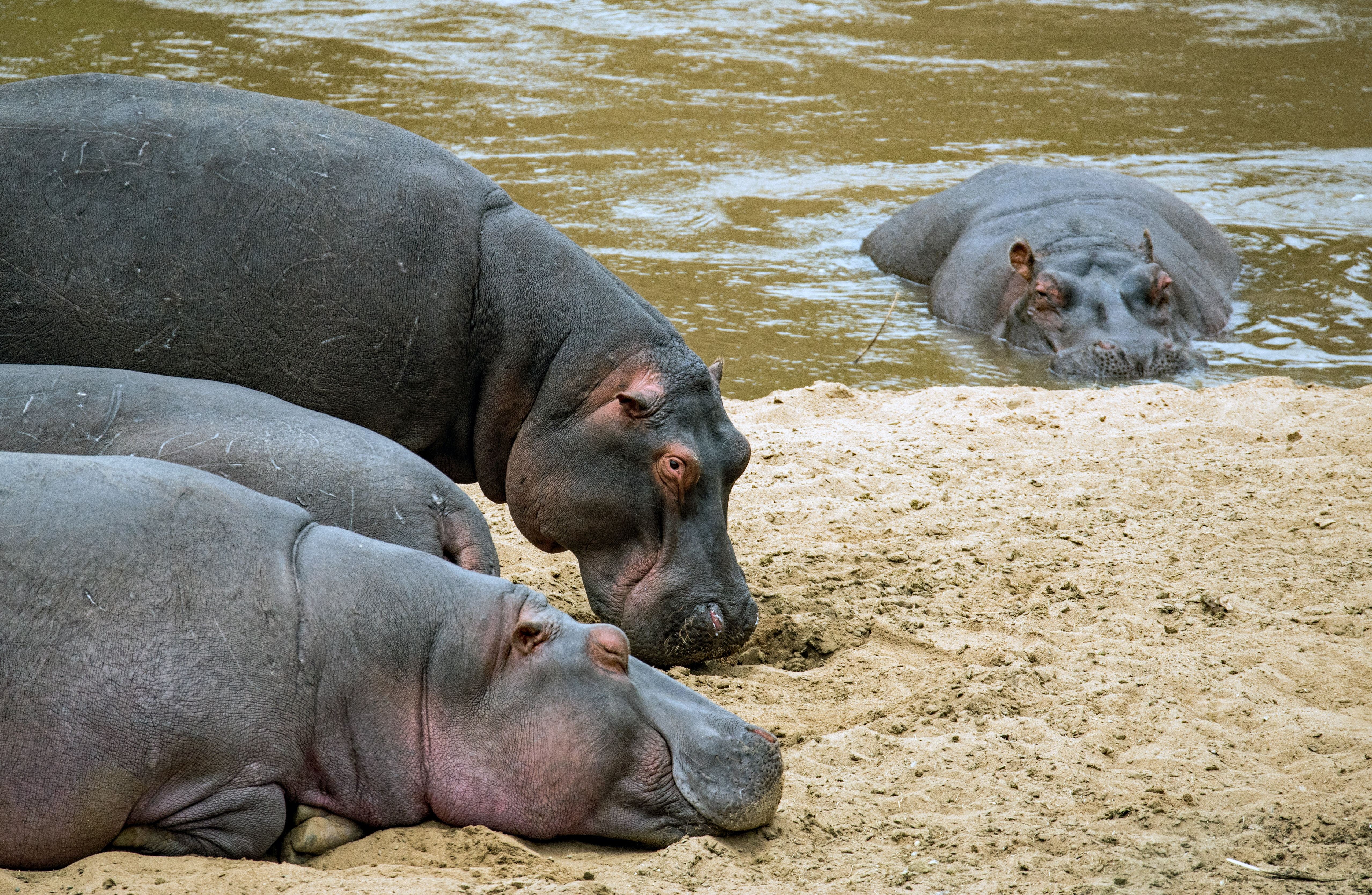 3-Day Maasai Mara Group Safari from Nairobi
