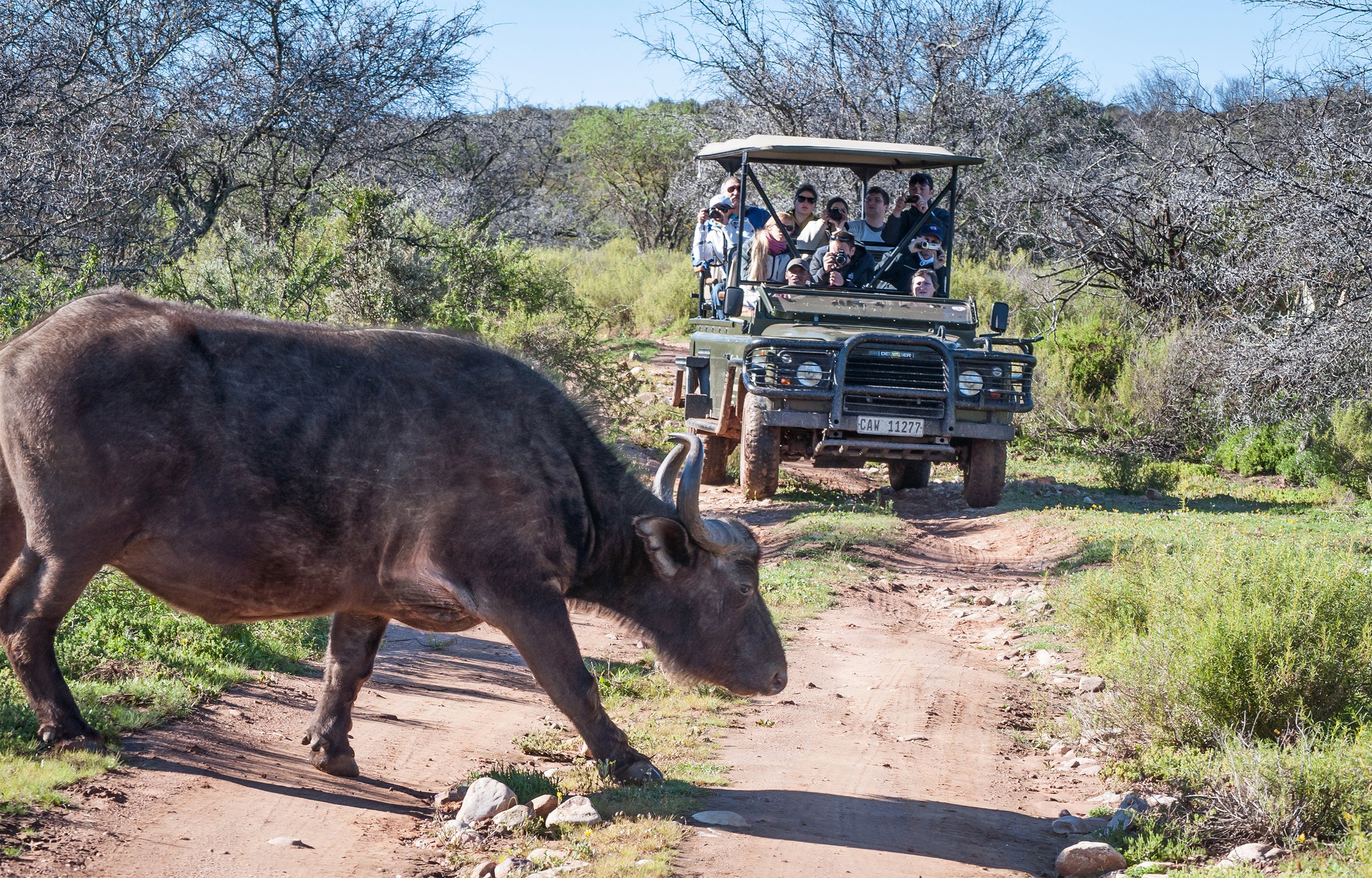 Cape Town: 2-Day Garden Route Safari & Luxury Glamping Experience