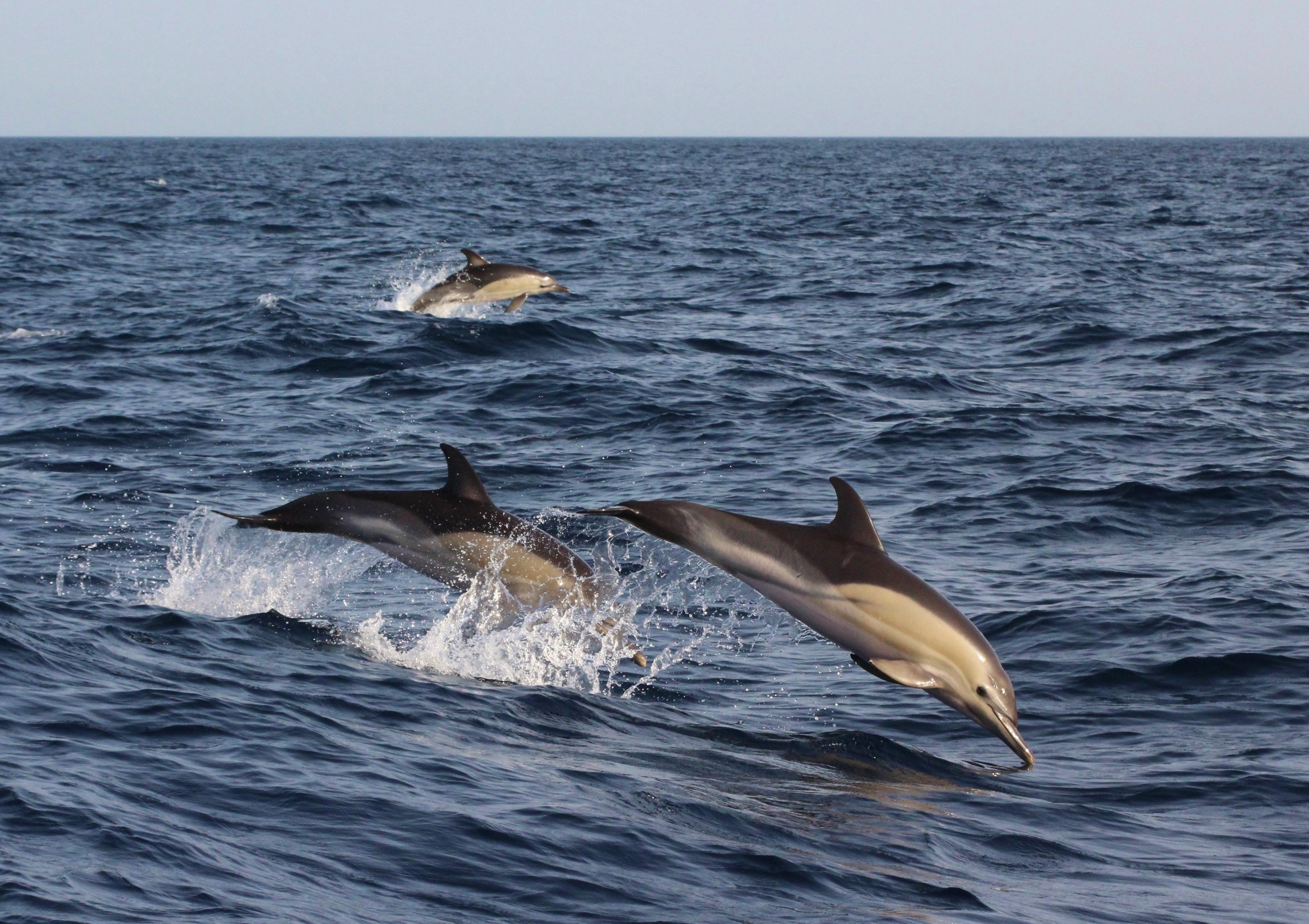 Private Dolphin Encounter & Manjuyod Sandbar Day Trip