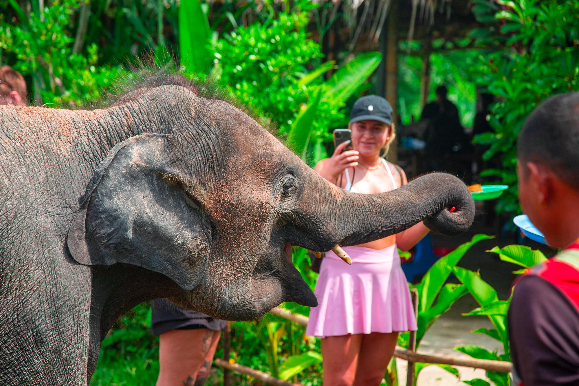 Koh Samui Jungle Adventure: Elephant Sanctuary & Waterfalls