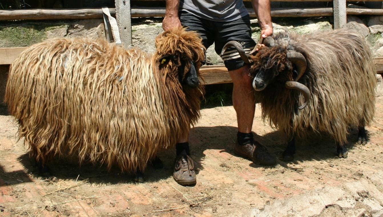 Bulgarian Rare Breed Farm Experience in Bansko