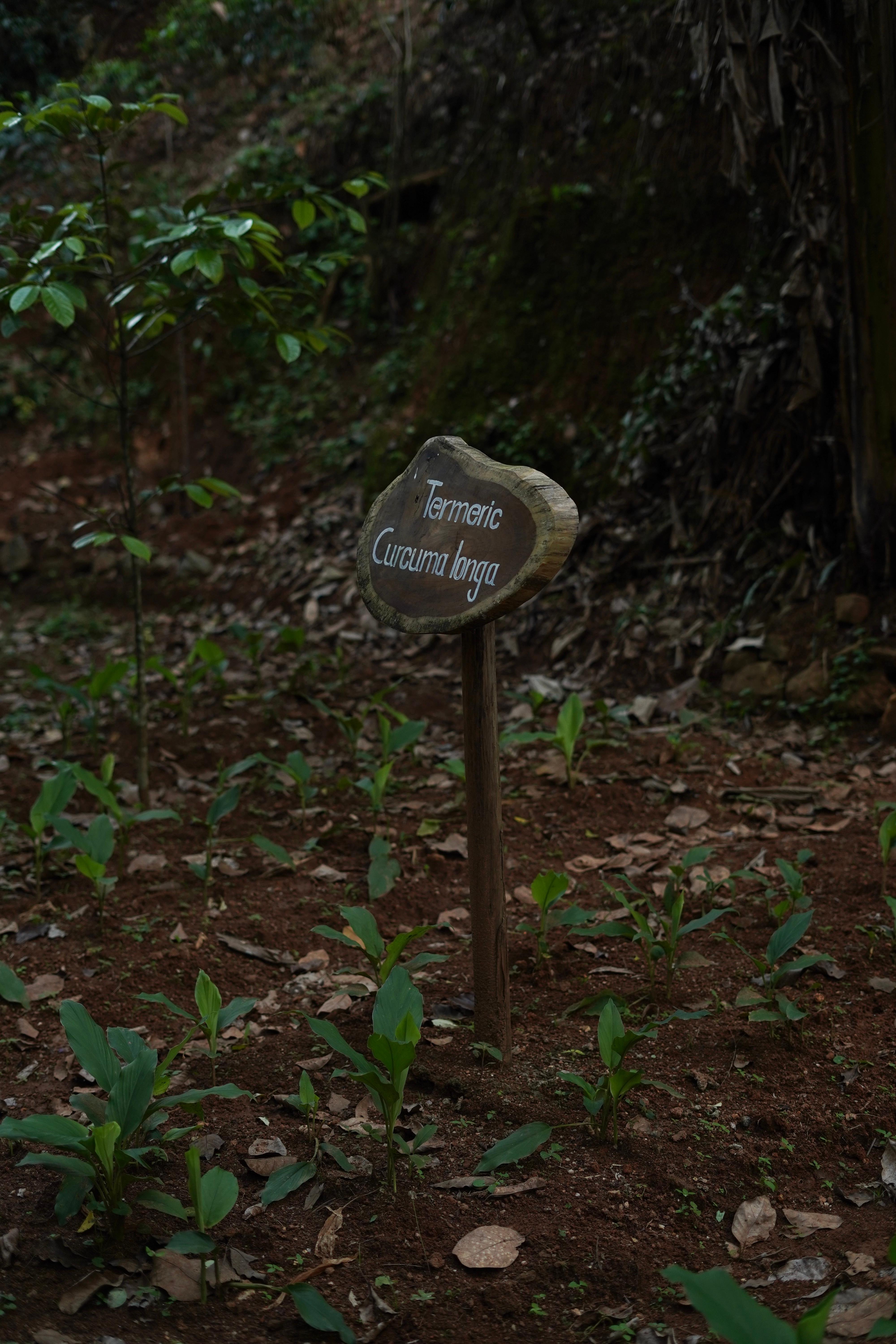 Ella Spice Garden Tour & Authentic Cooking Class