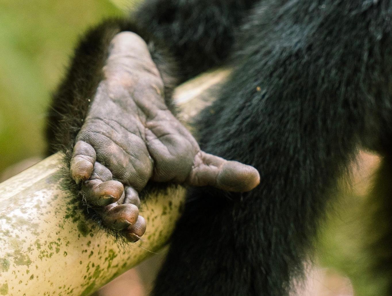Manuel Antonio National Park: Naturalist-Led Wildlife Walking Tour