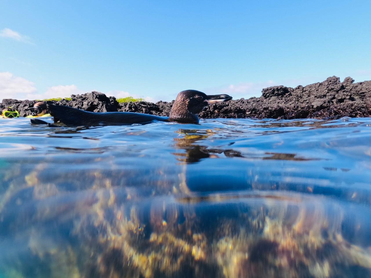 Tintoreras Islet Wildlife & Snorkeling Adventure
