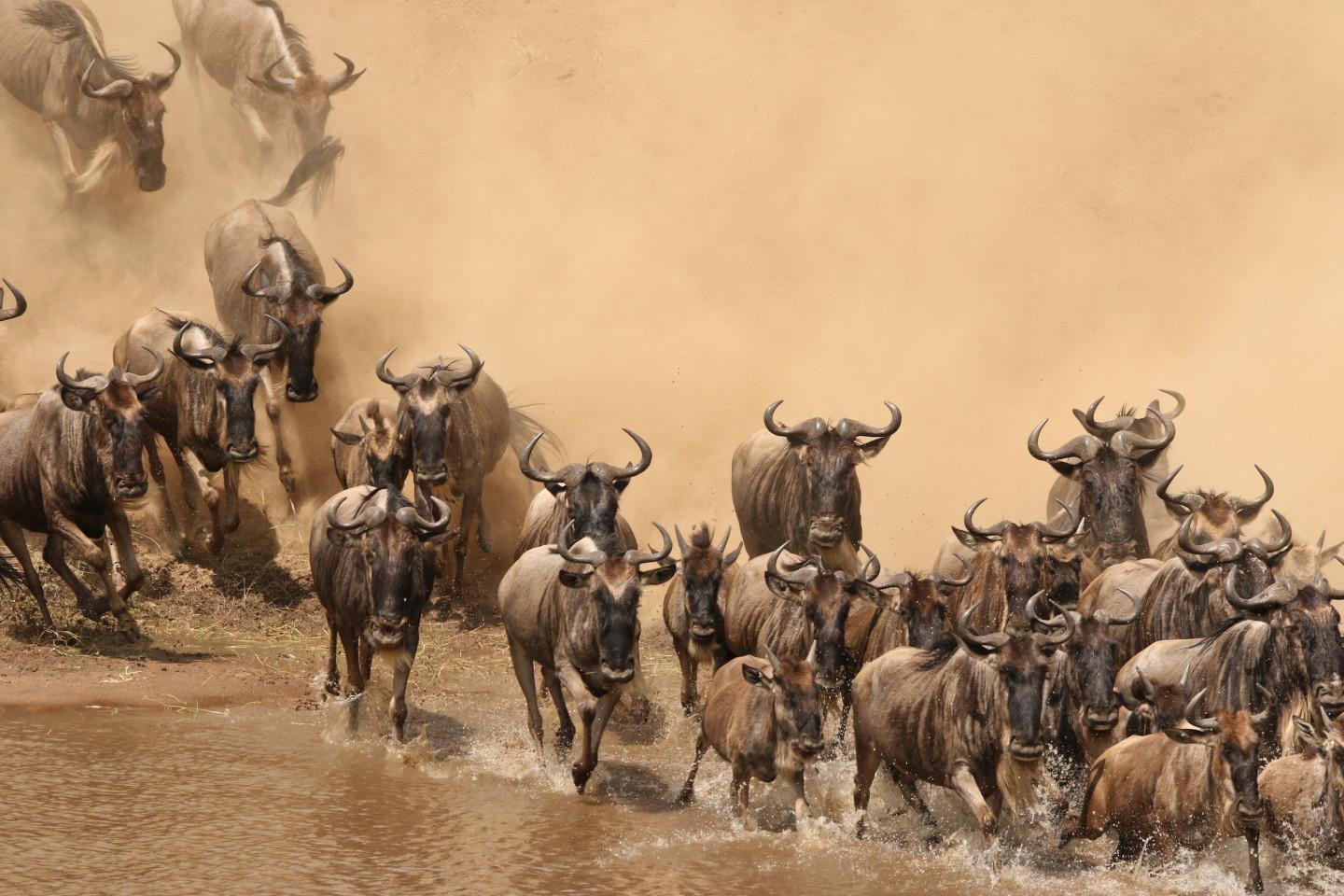 3-Day Masai Mara Safari: Luxury Sopa Lodge Experience