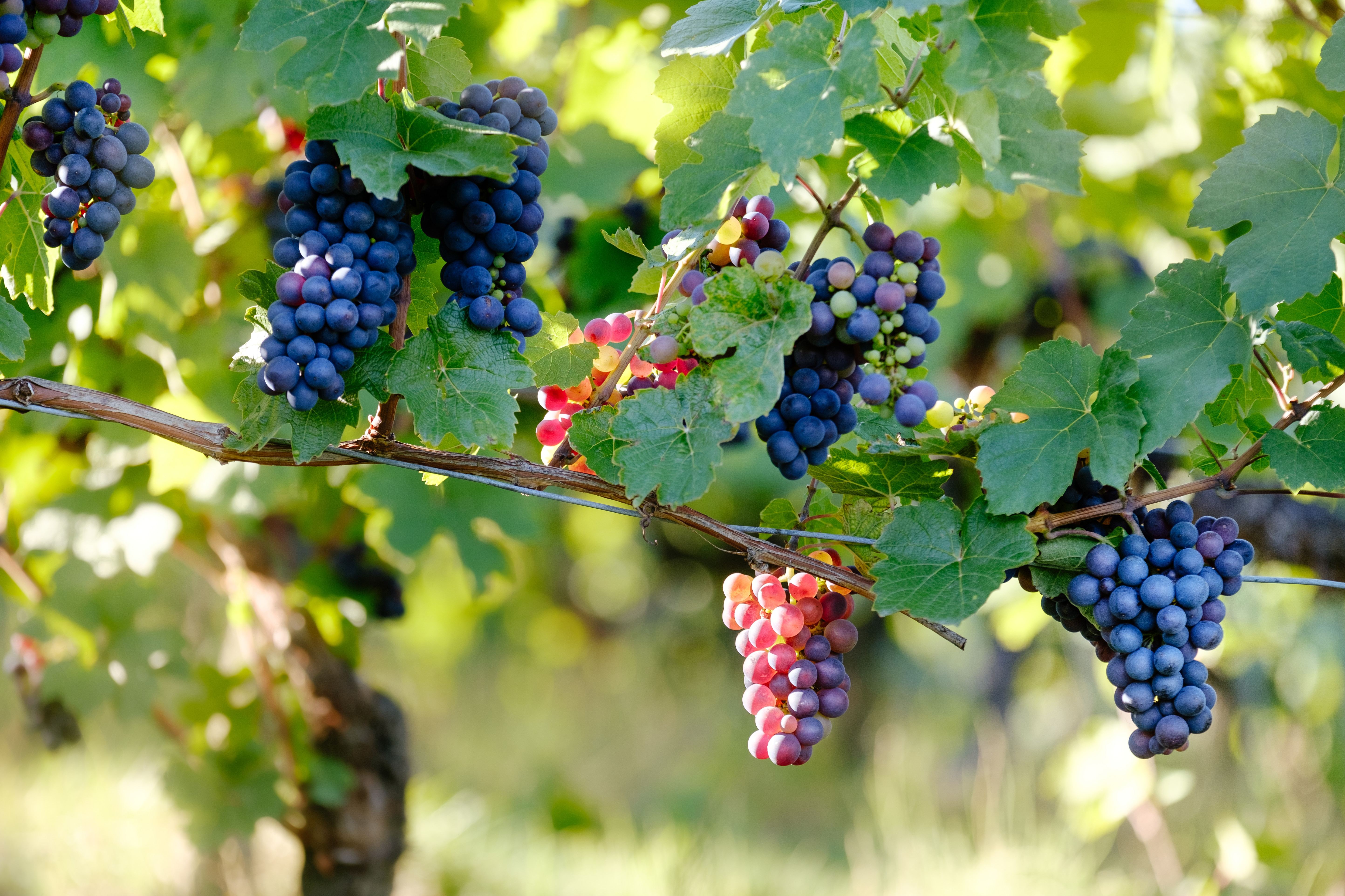 Niagara-on-the-Lake wine tour — VQA wineries on the Niagara Peninsula, Ontario — image 13