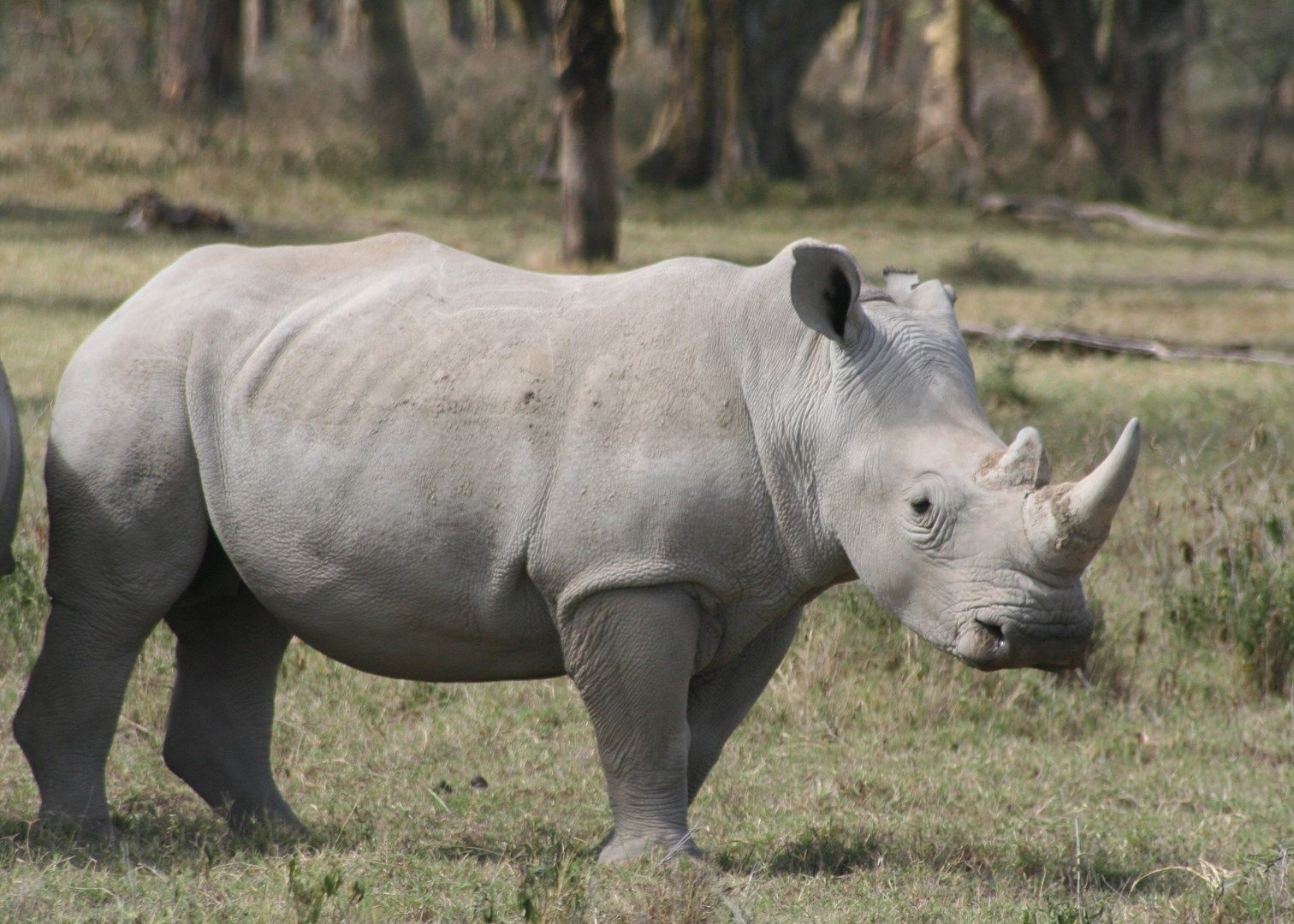Nairobi to Lake Nakuru & Lake Naivasha Full-Day Safari