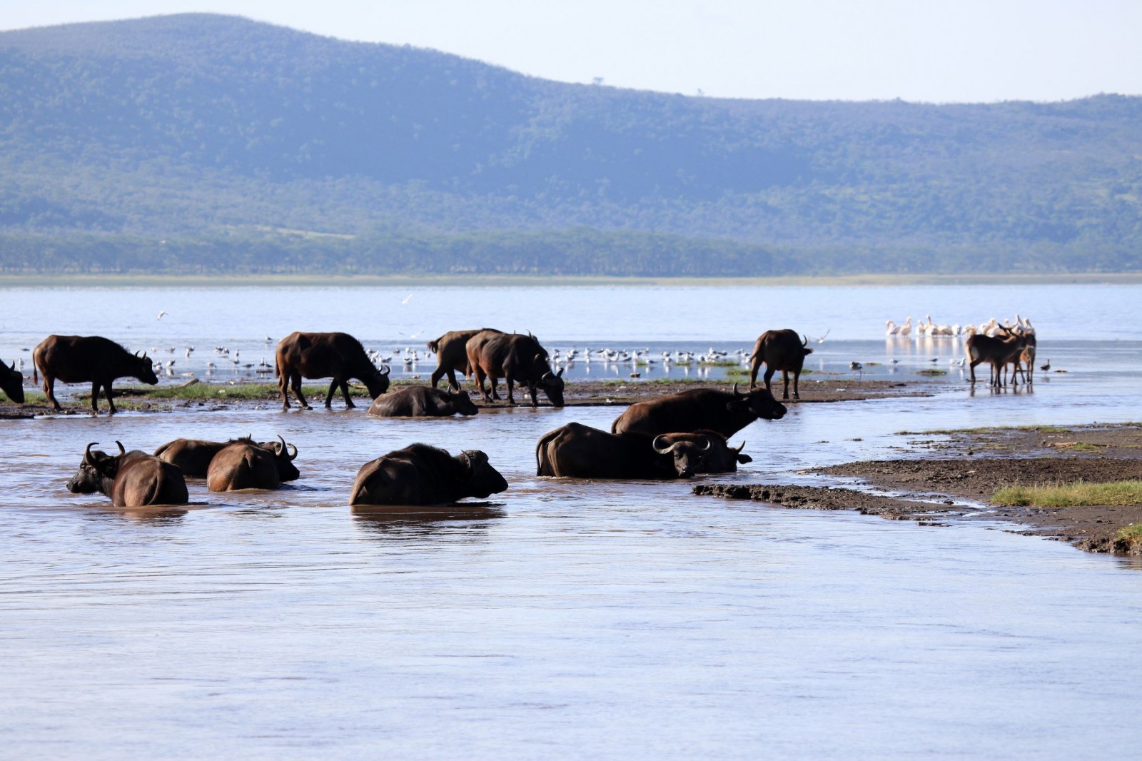 Nairobi to Lake Nakuru & Lake Naivasha Full-Day Safari