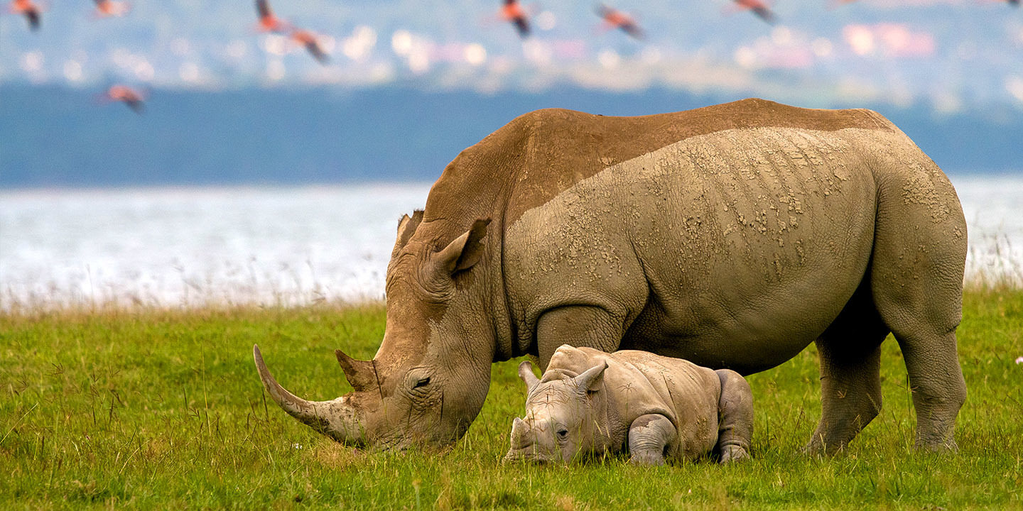 Nairobi to Lake Nakuru & Lake Naivasha Full-Day Safari