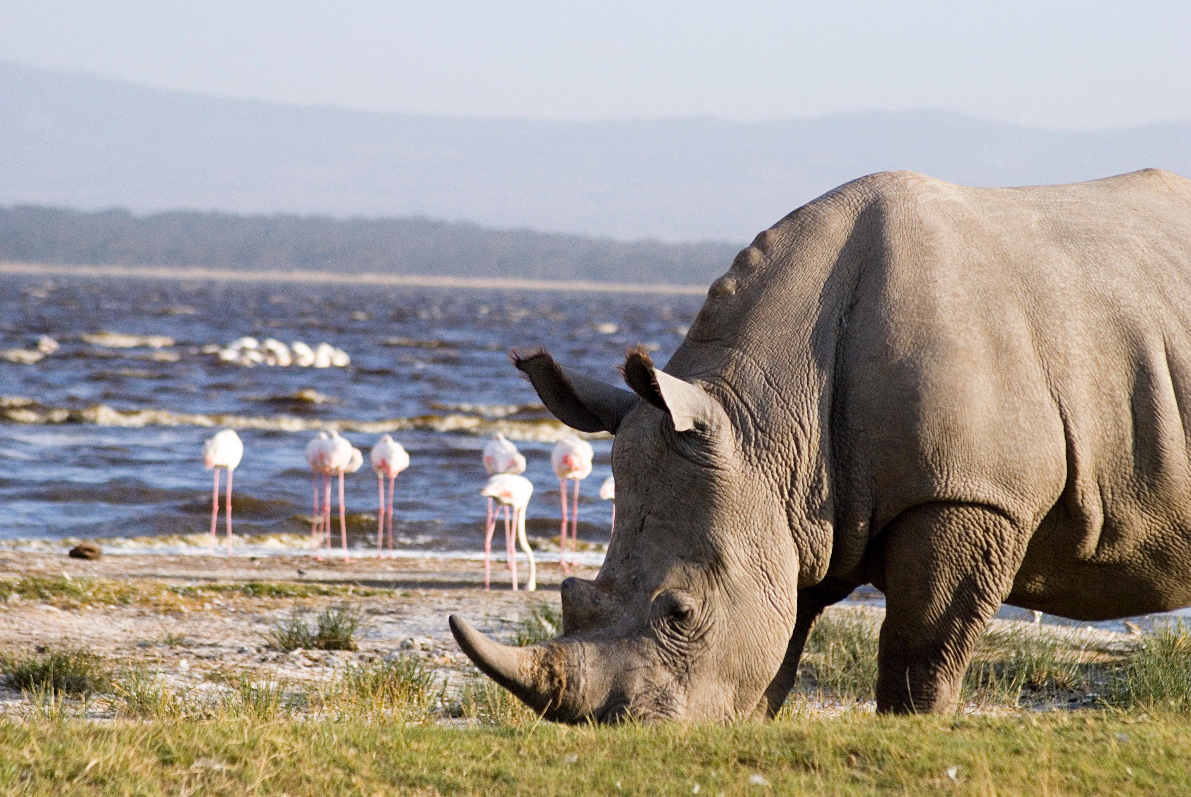 Nairobi to Lake Nakuru & Lake Naivasha Full-Day Safari