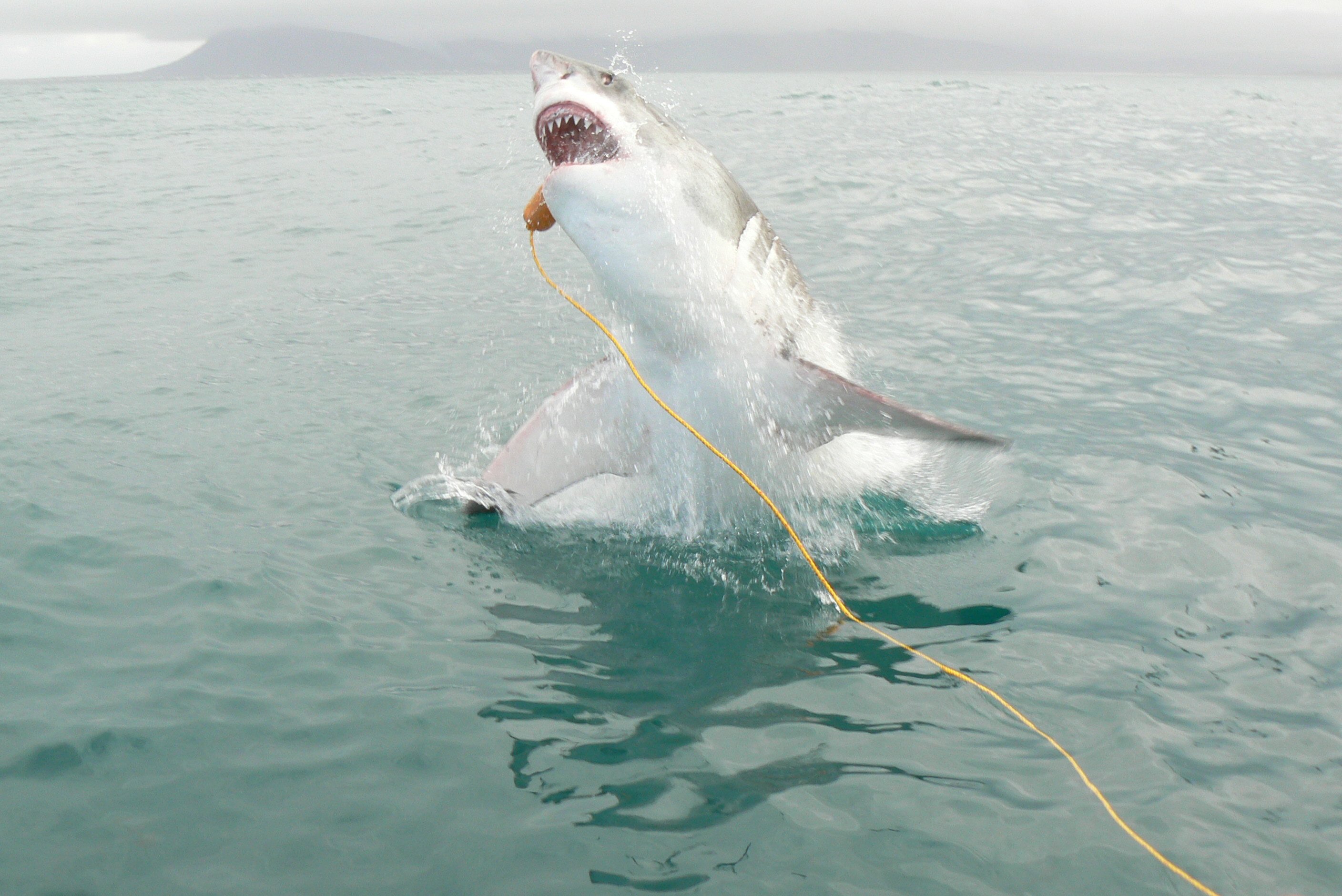 Shark Cage Dive from Hermanus with Lunch & Expert Guide