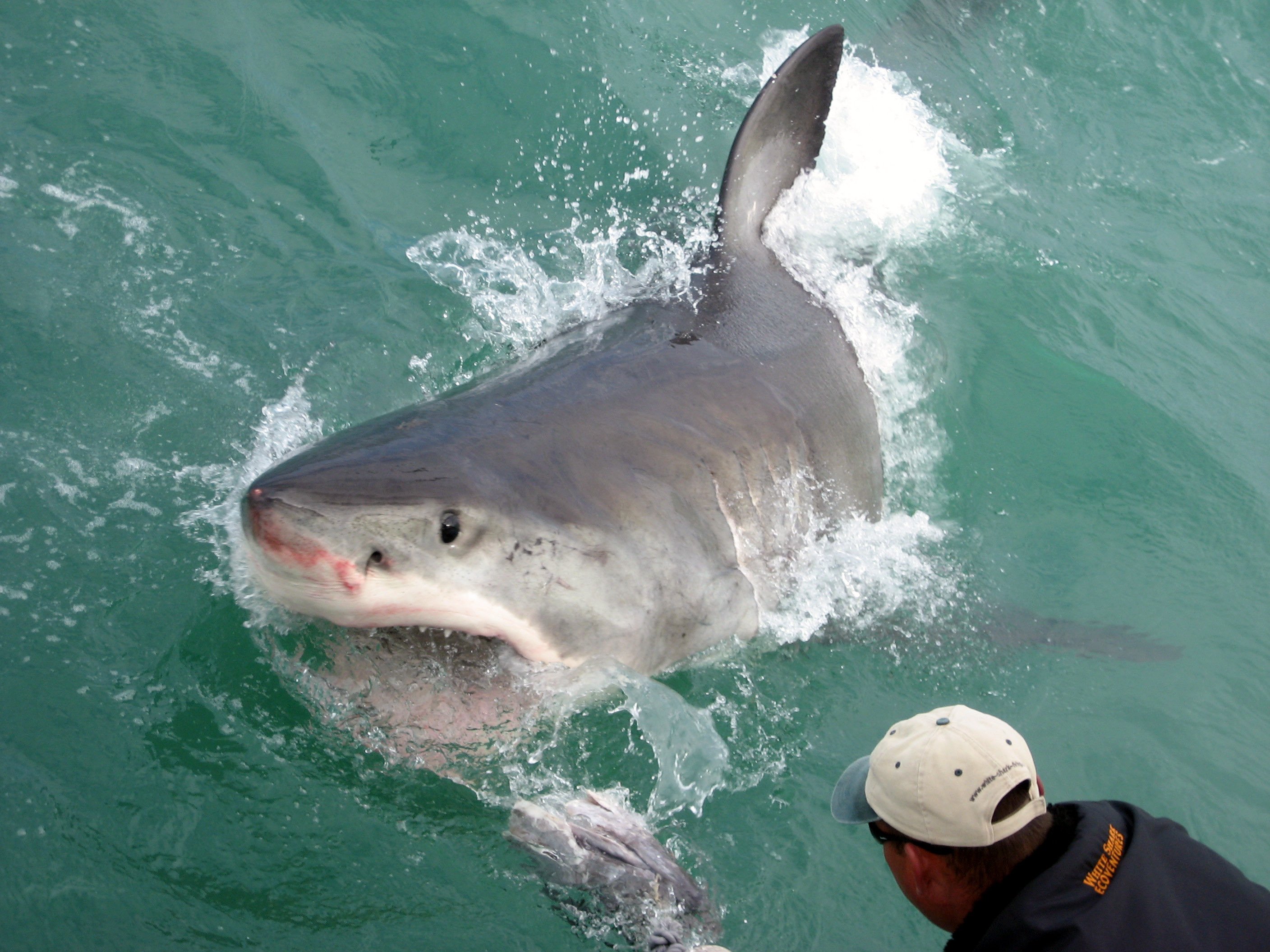 Shark Cage Dive from Hermanus with Lunch & Expert Guide
