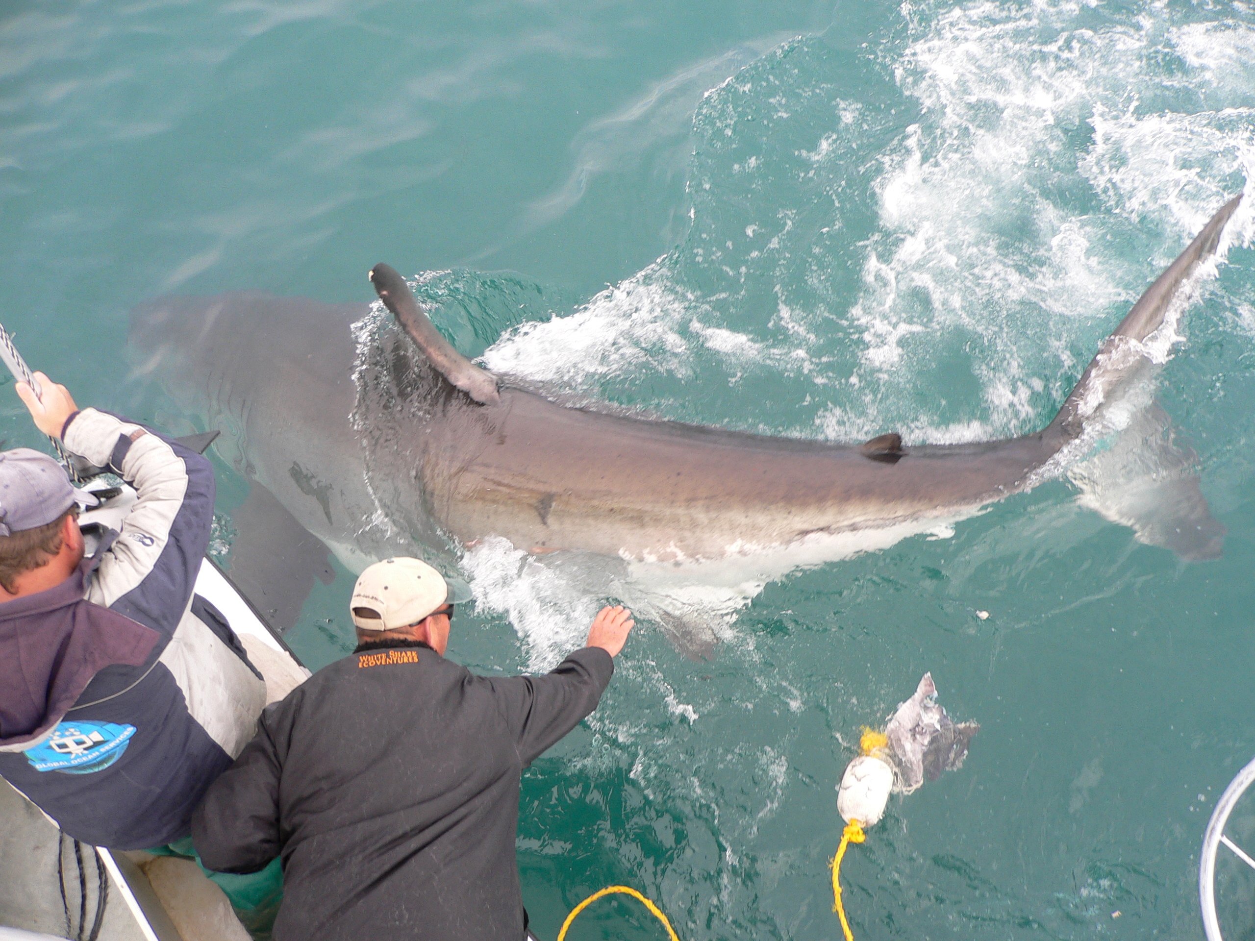 Shark Cage Dive from Hermanus with Lunch & Expert Guide