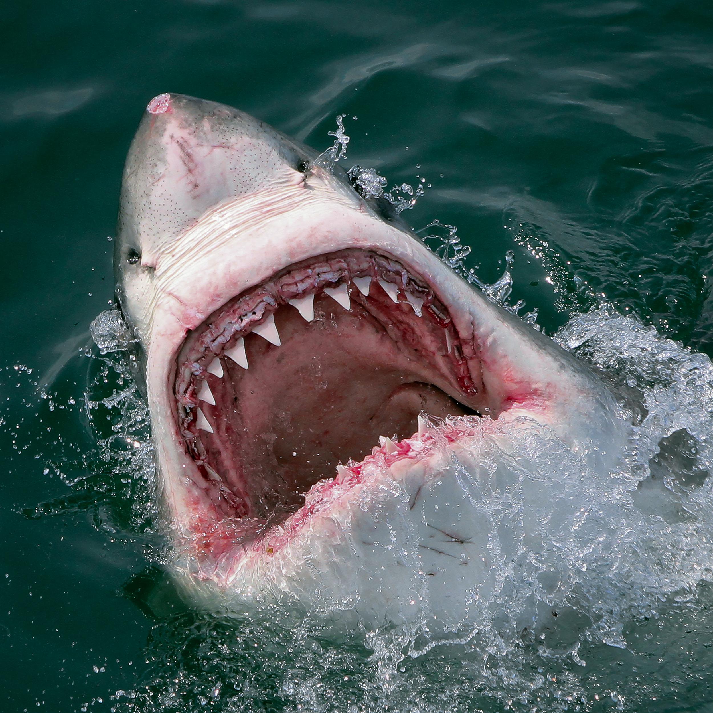 Shark Cage Dive from Hermanus with Lunch & Expert Guide