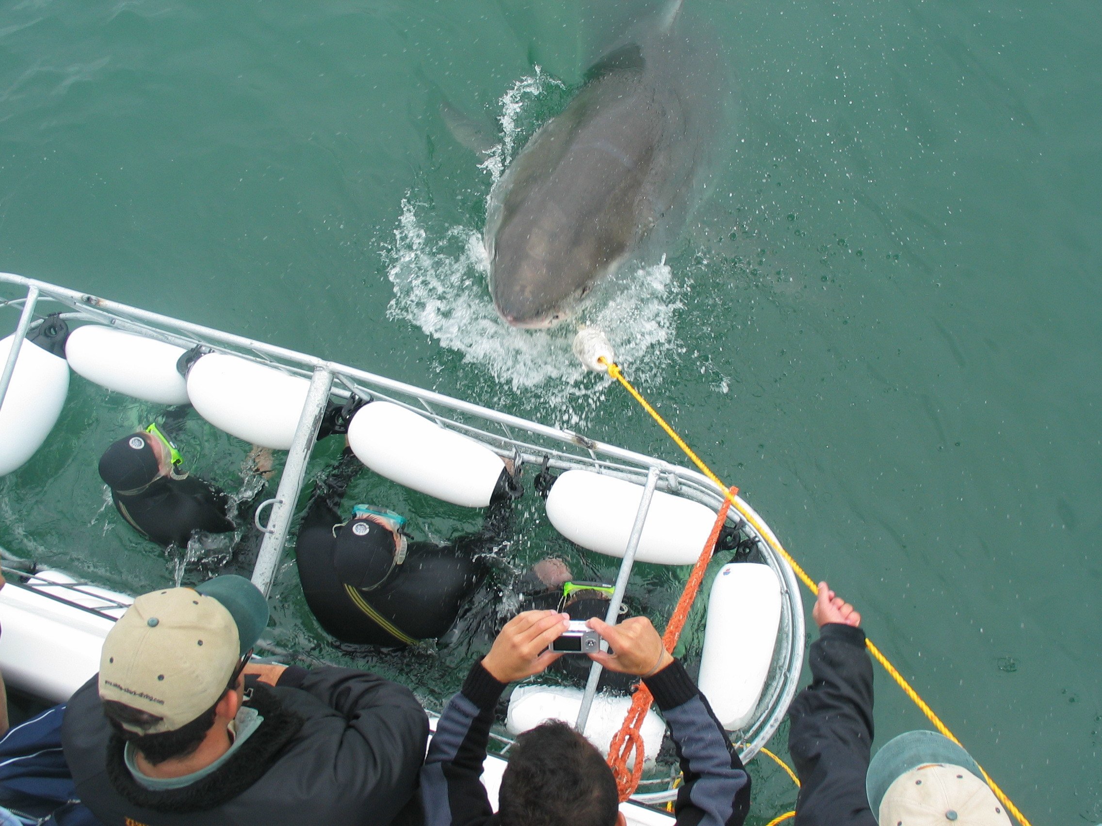 Shark Cage Dive from Hermanus with Lunch & Expert Guide