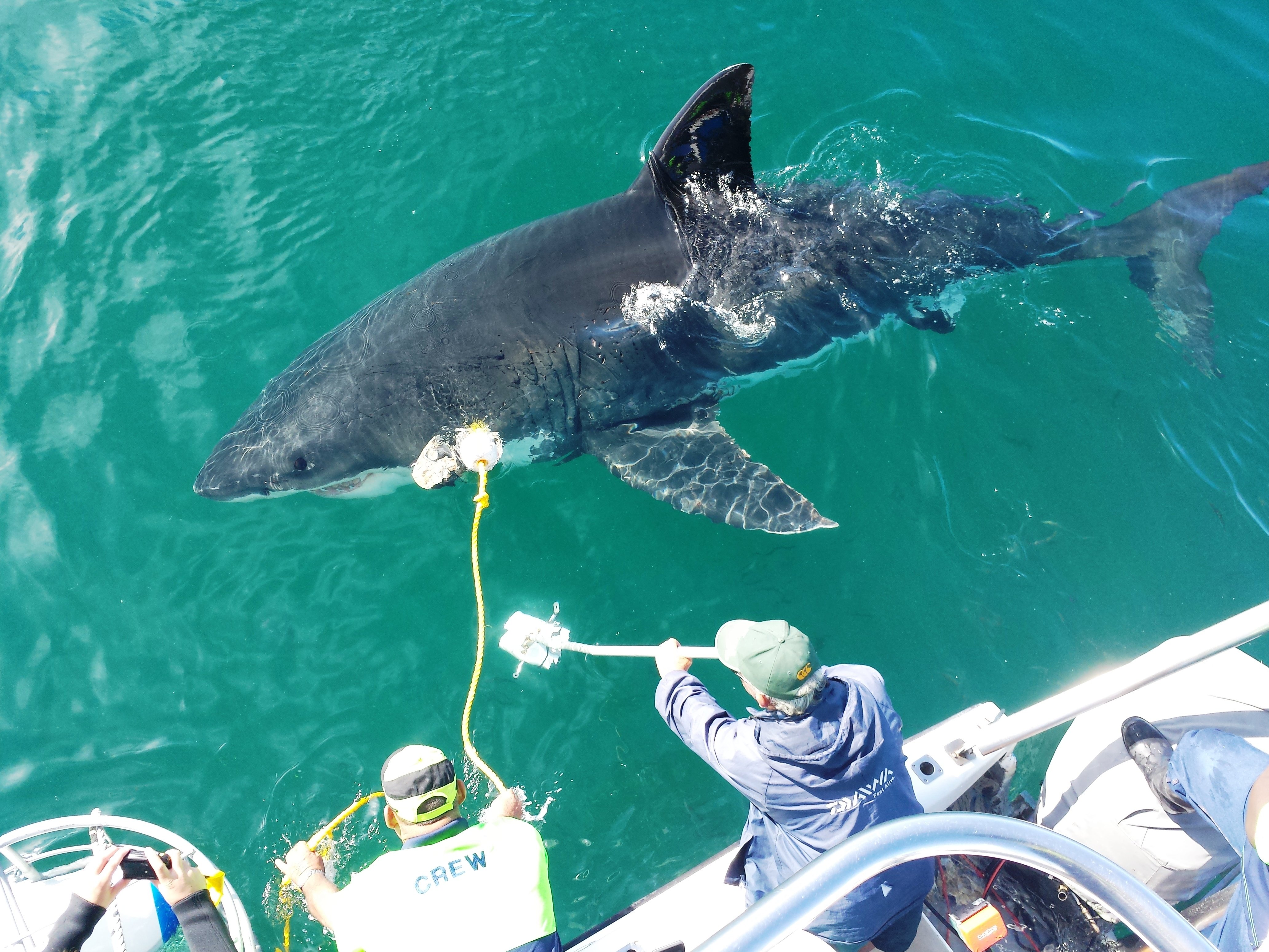Shark Cage Dive from Hermanus with Lunch & Expert Guide