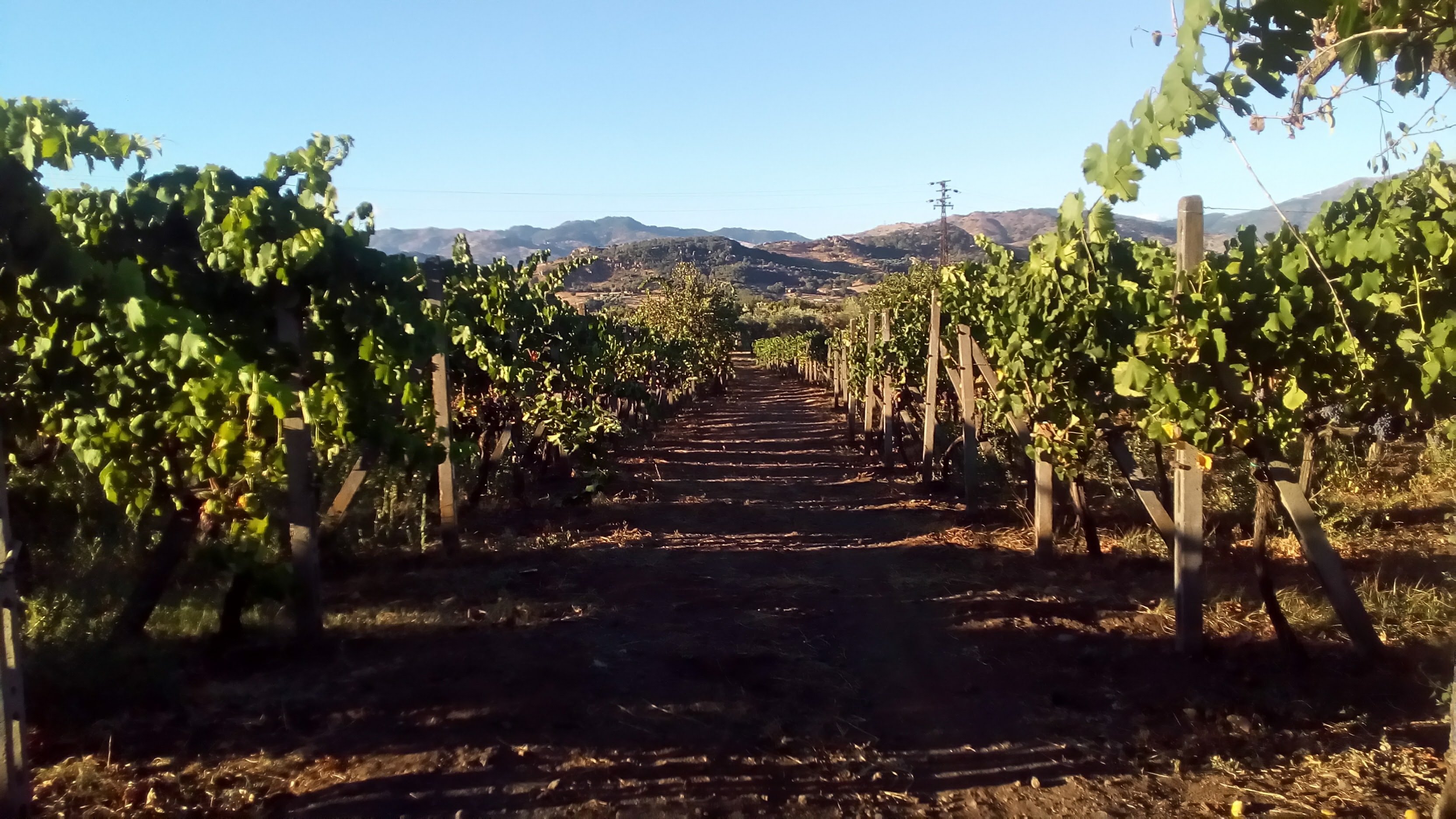 Etna Boutique Winery Small Group Experience from Taormina