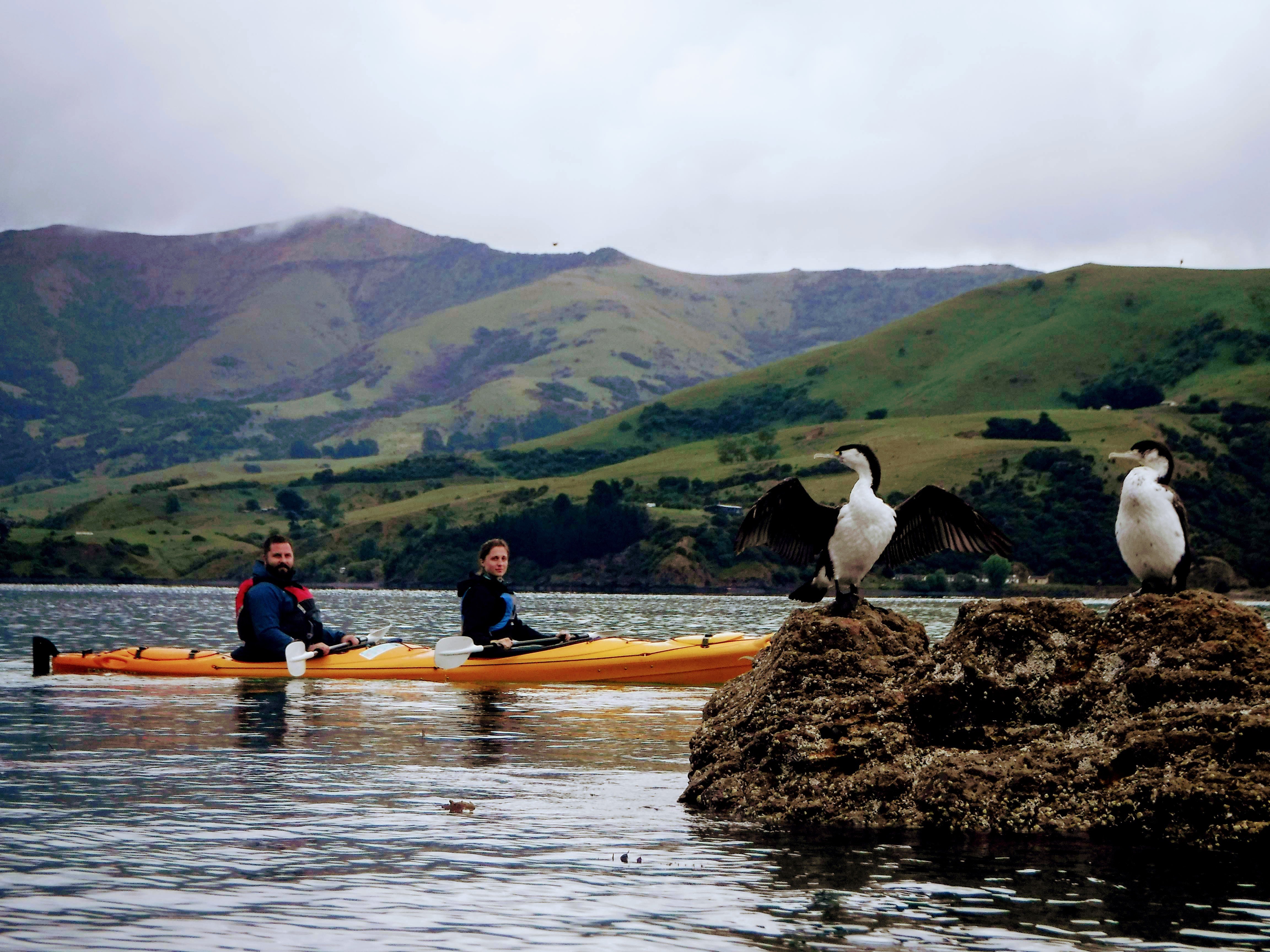Akaroa: Akaroa Marine Reserve Sea Kayaking Tour